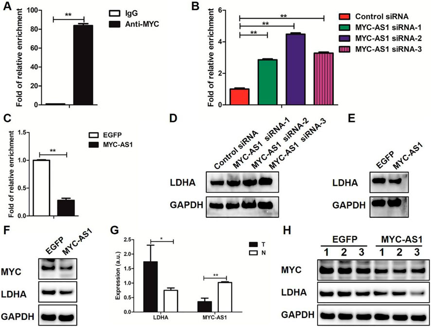 Bar graphs and Western blot images analyze MYC-AS1 gene expression. Panel A shows increased relative enrichment of Anti-MYC compared to IgG. Panel B indicates the effect of different MYC-AS1 siRNAs, with MYC-AS1 siRNA increasing enrichment. Panel C shows reduced enrichment with MYC-AS1 compared to EGFP. Panels D, E, F, and H display the protein expression of LDHA, MYC, and GAPDH under various conditions, highlighting changes in expression with MYC-AS1 and EGFP. Panel G presents a bar graph of LDHA and MYC-AS1 expression, showing significant differences.