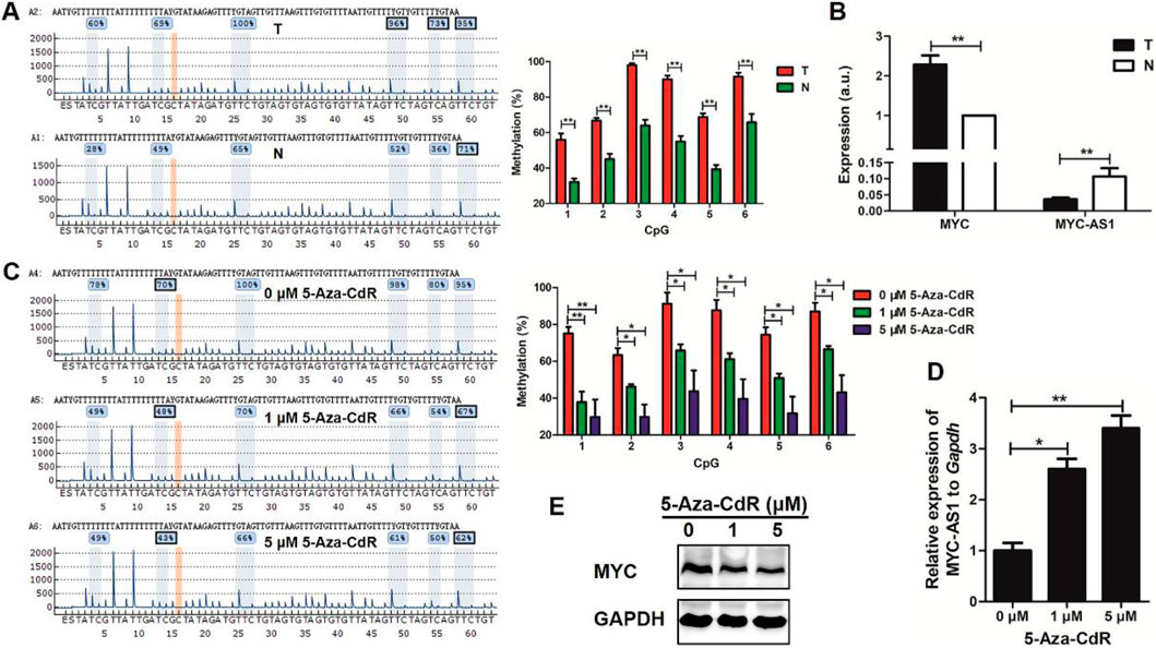 Figures display DNA methylation and gene expression data. A: Sequencing graphs show CpG site methylation for Tumor (T) and Normal (N) samples, with bar charts illustrating methylation percentages. B: Bar graph presents MYC and MYC-AS1 expression levels, comparing T and N samples. C: Sequencing and bar graphs depict methylation levels at different 5-Aza-CdR concentrations. D: Bar graph shows relative expression of MYC-AS1 to GAPDH at varying 5-Aza-CdR concentrations. E: Western blot analysis for MYC and GAPDH at different 5-Aza-CdR concentrations. Statistical significance is denoted by asterisks.