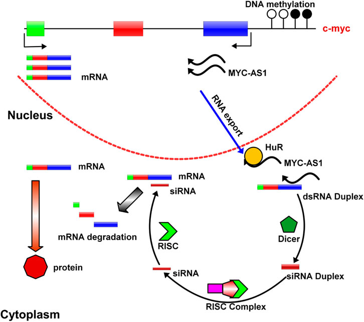 Diagram explaining the process of MYC-AS1 involvement in RNA interference within the nucleus and cytoplasm. It shows the transcription of mRNA and MYC-AS1, RNA export, and interaction with HuR protein. In the cytoplasm, dsRNA formation, dicer processing, and RISC complex involvement lead to mRNA degradation and protein production. DNA methylation impacting c-myc is also depicted.