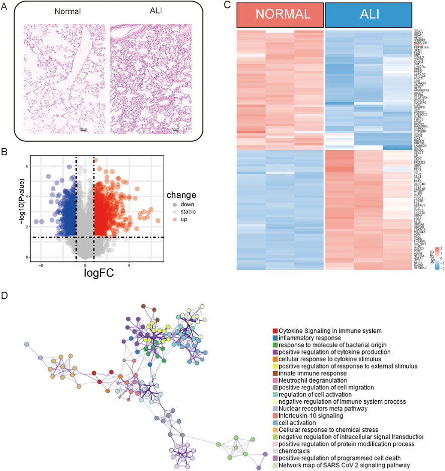 Panel A shows histological images comparing lung tissue in normal and acute lung injury (ALI) conditions. Panel B is a volcano plot depicting gene expression changes; points in red indicate upregulated genes, blue are downregulated, and gray are stable. Panel C presents a heatmap comparing gene expression between normal and ALI conditions, with red indicating higher expression and blue lower. Panel D illustrates a network map of biological processes related to cytokine signaling and immune response, displaying interconnected nodes with distinct colors for each process, explained in the accompanying legend.