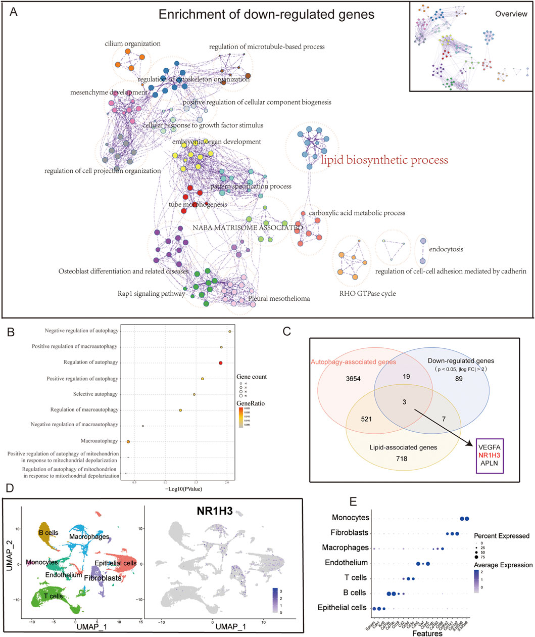 Figure A shows a network map illustrating the enrichment of down-regulated genes with terms like