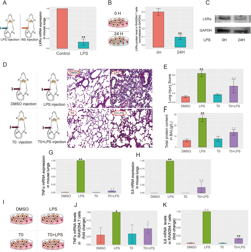 A scientific figure with multiple panels depicting results from an experimental study involving LPS and DMSO treatments. Panel A shows a decrease in LXR mRNA expression in mouse lungs with LPS treatment. Panel B illustrates reduced LXR protein levels in RAW264.7 cells after 24 hours of LPS exposure. Panel C displays a Western blot image of LXRα and GAPDH with LPS treatment over time. Panel D includes histological images of lung tissues under different treatments. Panels E and F present bar graphs of lung injury scores and protein content in BAL, respectively, with increased values in LPS-treated groups. Panels G and H show elevated TNFα and IL6 mRNA expression with LPS. Panel I depicts cell illustrations under different treatments. Panels J and K are bar graphs displaying TNFα and IL6 mRNA levels in RAW264.7 cells, showing significant increases with LPS.