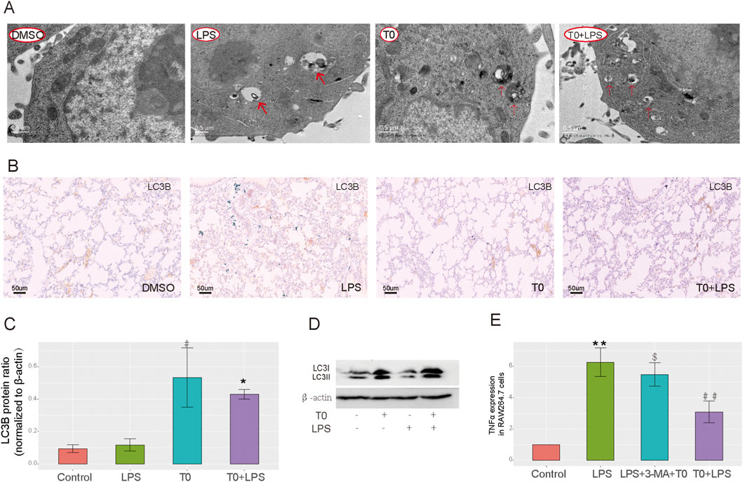 Panel A shows electron micrographs of cells treated with DMSO, LPS, T0, and T0+LPS, highlighting structural changes. Panel B presents LC3B-stained tissue sections under the same conditions. Panel C depicts a bar graph of LC3B protein ratios normalized to β-actin, with different treatments resulting in varying expression levels. Panel D shows a Western blot for LC3I, LC3II, and β-actin under T0, LPS, and combined conditions. Panel E features a bar graph displaying TNFα expression in RAW264.7 cells across control, LPS, LPS+3-MA+T0, and T0+LPS groups.
