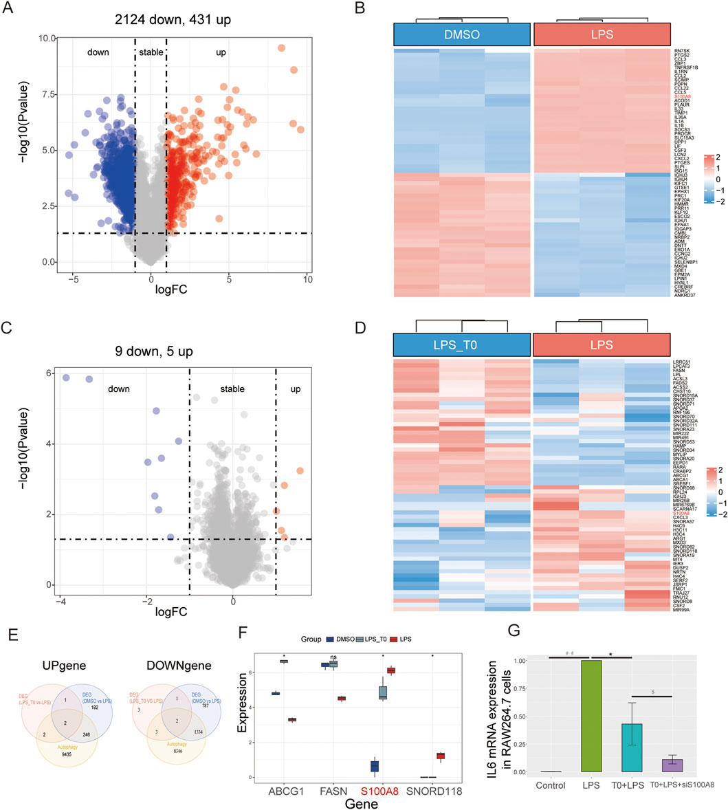 Figure with multiple panels showing gene expression analysis. Panel A: Volcano plot with 2124 downregulated and 431 upregulated genes. Panel B: Heatmap comparing DMSO and LPS-treated samples. Panel C: Volcano plot with 9 downregulated and 5 upregulated genes. Panel D: Heatmap comparing LPS_T0 and LPS-treated samples. Panel E: Venn diagrams illustrating overlap of upregulated and downregulated genes among different groups. Panel F: Box plot of gene expression levels for ABCG1, FASN, S100A8, and SNORD118 across groups. Panel G: Bar chart showing IL6 mRNA expression in RAW264.7 cells under various conditions.