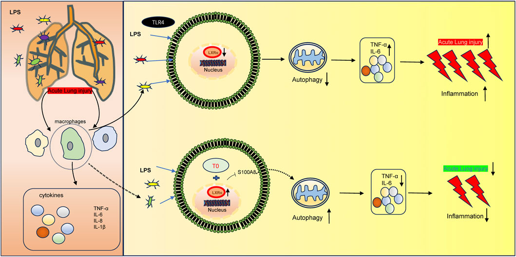Diagram illustrating the process of acute lung injury caused by lipopolysaccharides (LPS). It shows LPS interaction with TLR4 receptor, leading to autophagy and increased cytokines TNF-alpha and IL-6, causing inflammation. An alternative pathway with S100A8 reduces inflammation and acute lung injury.