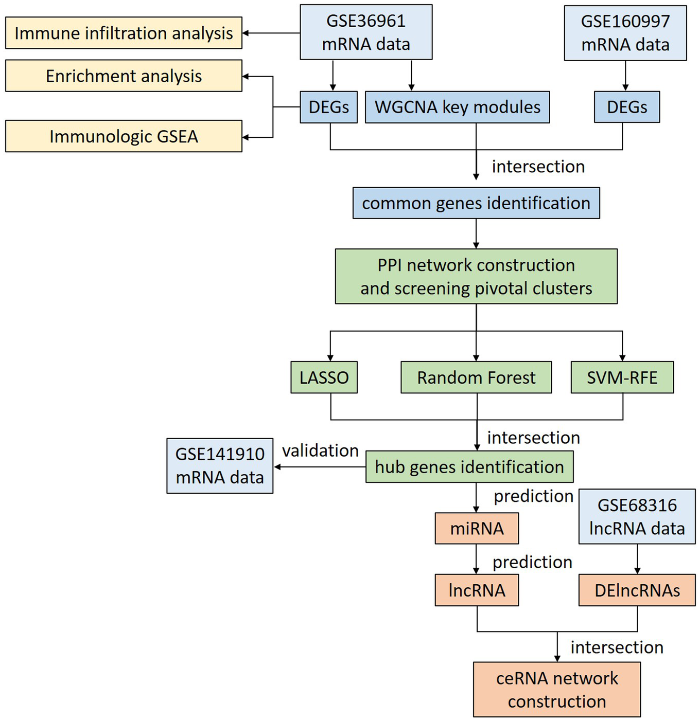 Flowchart depicting the overall analysis process. It starts with the analysis of GSE36961 and GSE160997 mRNA data, identifying DEGs and WGCNA key modules. Intersection of common genes leads to PPI network construction and pivotal cluster screening. Methods like LASSO, Random Forest, and SVM-RFE identify hub genes. GSE141910 mRNA data validates hub genes. Following prediction of miRNAs and lncRNAs targeting the hub genes, a ceRNA network is built by intersecting the predictions with DElncRNAs from dataset GSE68316. Immune infiltration, enrichment, and immunologic GSEA analyses are linked to GSE36961 mRNA data.