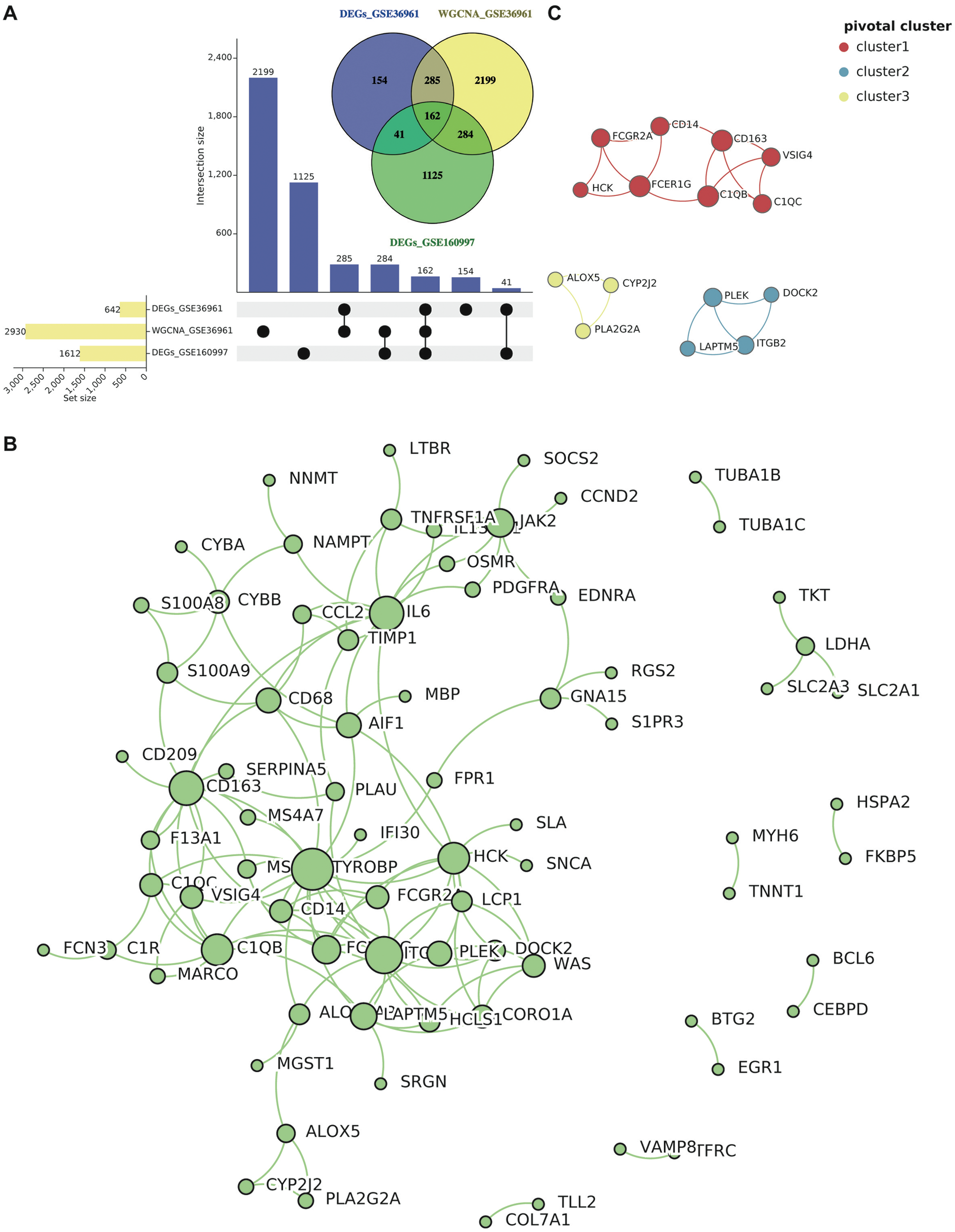 A composite image with three panels. Panel A shows a bar chart and a Venn diagram, indicating interaction sizes and set overlaps among datasets DEGs_GSE36961, WGCNA_GSE36961, and DEGs_GSE160997. Panel B presents a network diagram depicting gene interactions with labeled nodes and connecting lines. Panel C features clusters of genes represented as colored nodes, differentiated into three pivotal clusters: cluster one (red), cluster two (blue), and cluster three (yellow).