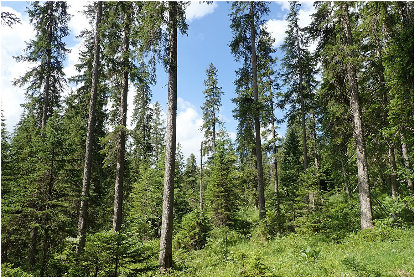 A dense forest scene with tall pine trees reaching towards a clear blue sky. Sunlight filters through the branches, illuminating the lush greenery and undergrowth on the forest floor. Shadows create patterns among the trees.