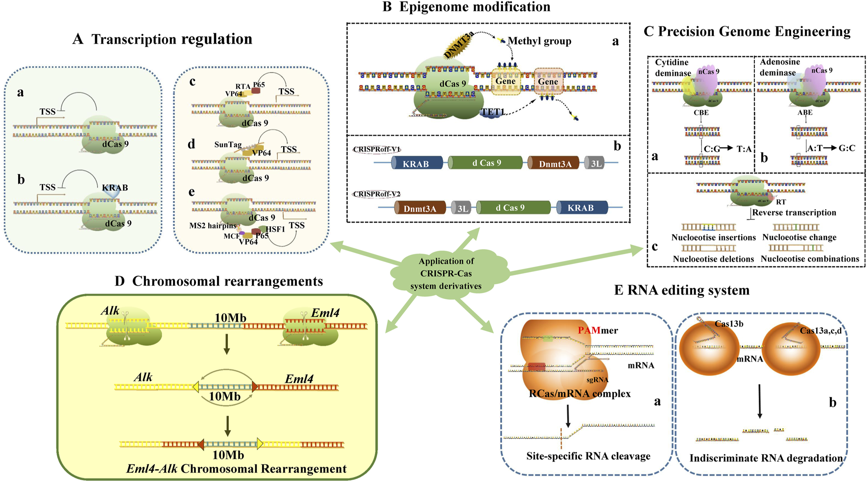 Diagram illustrating applications of CRISPR-Cas derivatives across five panels: A) Transcription regulation shows dCas9 with different configurations affecting transcription start sites. B) Epigenome modification demonstrates dCas9 usage in DNA methylation and demethylation. C) Precision genome engineering showcases cytidine and adenosine deaminase activity via nCas9, with nucleotide editing outcomes. D) Chromosomal rearrangements depict Alk and Eml4 rearrangement over 10Mb. E) RNA editing system features RCas/mRNA interactions for site-specific RNA cleavage and indiscriminate RNA degradation using Cas13 proteins. Central green node connects all applications.