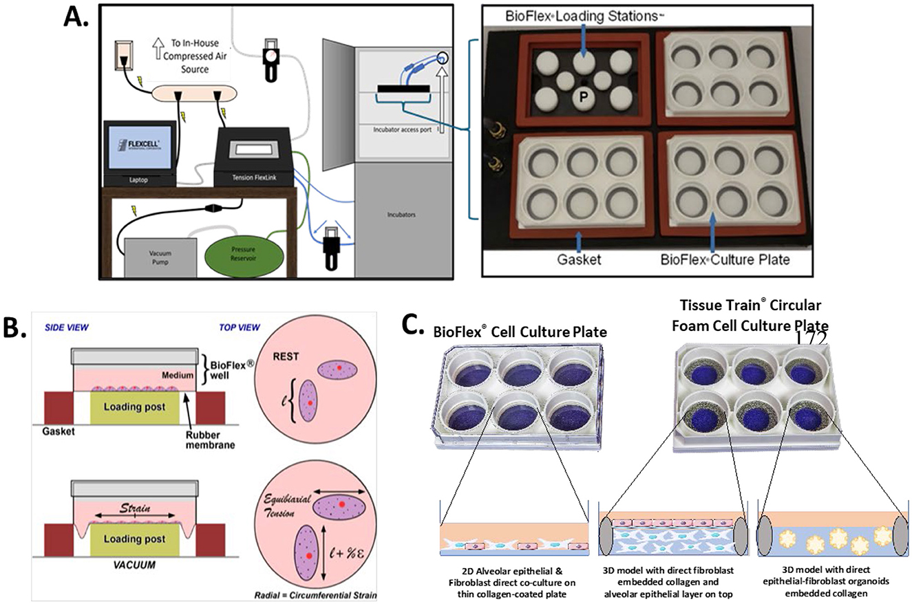 Figure showing various data analyses comparing control and strain conditions in a 3D co-culture model. Panels: A) Fluorescent images showing F-actin, ZO-1, and DAPI stains. B) Bar graph of cell count per field with significant increase in A549 cells under strain. C) F-actin mean gray value comparison between fibroblasts and AEC. D) ZO-1 mean gray value showing a significant decrease under strain. E) Cell morphology percentage, with increases in broadened fibroblasts under strain. F and G) IL-6 and IL-8 concentrations showing increases under strain. H) LDH concentration significantly elevated in strain condition.