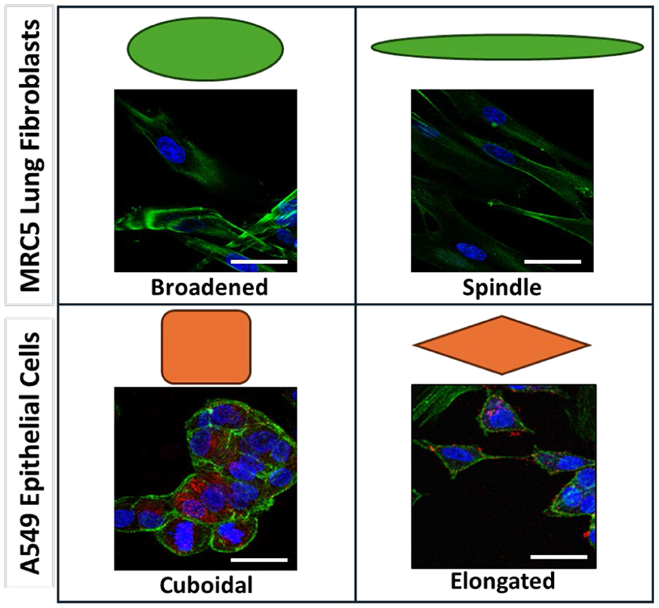 Diagram showing three panels related to cell culture systems. Panel A: Illustration of a Flexcell system setup with components like a laptop, vacuum pump, pressure reservoir, and incubators linked to BioFlex loading stations and culture plates. Panel B: Side and top views of a BioFlex culture plate showing loading post, rubber membrane, and gasket with depictions of rest and strain conditions. Panel C: Images of BioFlex and Tissue Train circular foam cell culture plates, with illustrations showing 2D and 3D models for epithelial and fibroblast cultures with collagen layers.