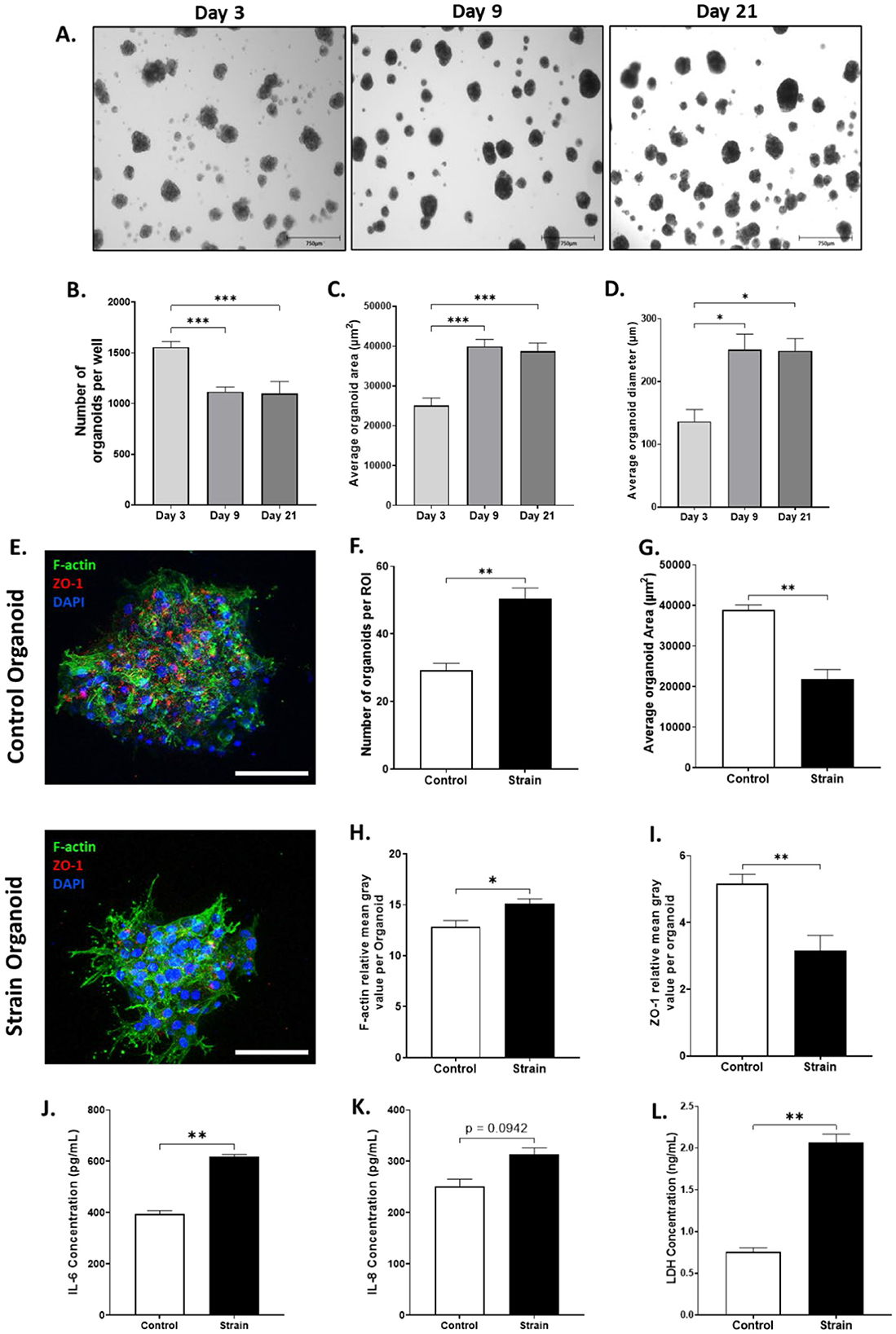 Panel A shows images of organoids from days 3, 9, and 21, indicating size increase over time. Panels B-D present bar graphs comparing the number, area, and diameter of organoids per well over these days. Panel E includes fluorescence microscopy images of control and strain organoids, highlighting F-actin, ZO-1, and DAPI staining. Panels F-I show bar graphs comparing the number, area, and relative mean gray values of organoids for control versus strain conditions. Panels J-L depict IL-6 and LDH concentration comparisons, highlighting increased levels in strain conditions. Statistical significance is marked with asterisks.