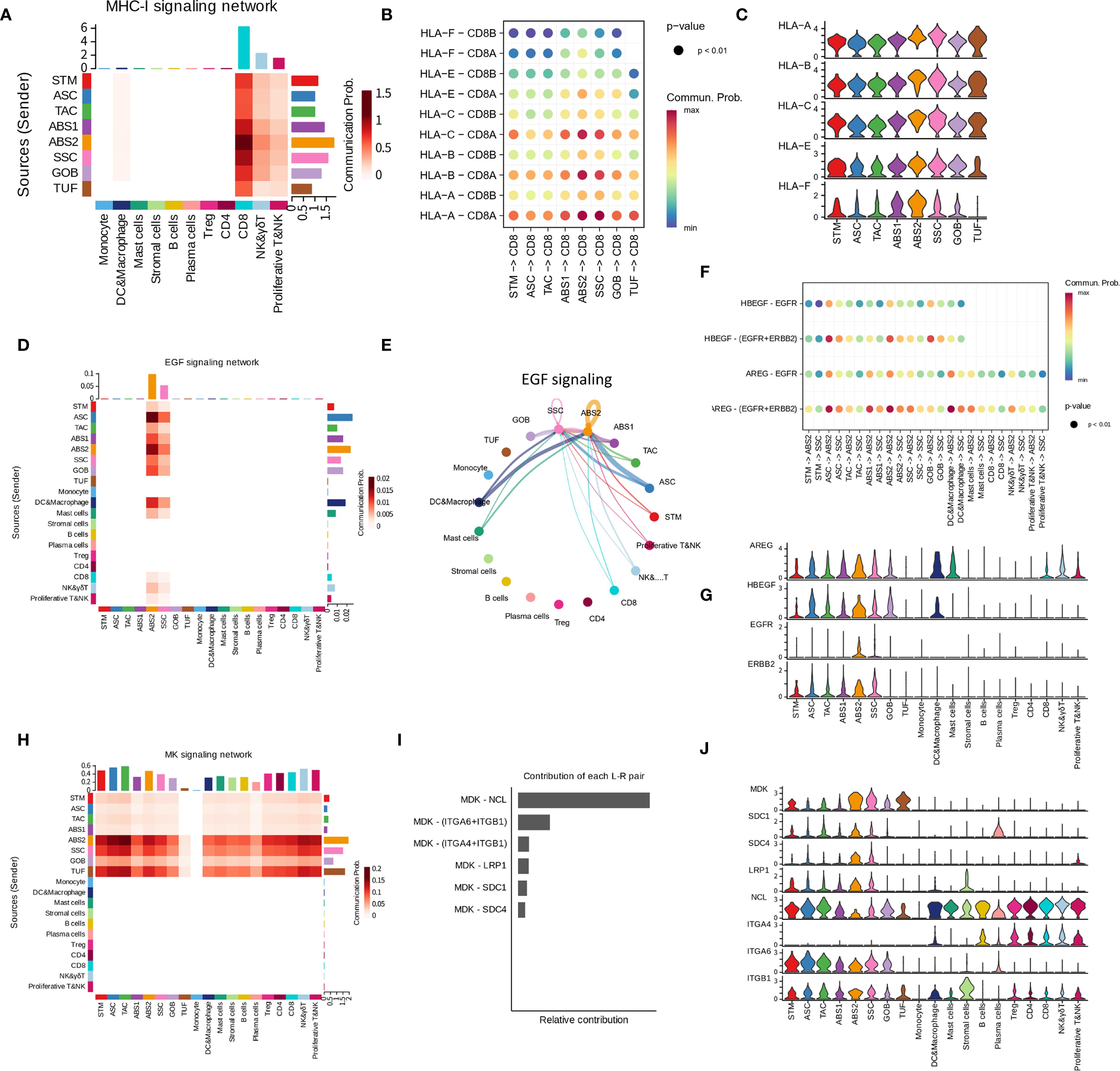 The image contains multiple panels illustrating signaling networks. Panel A shows a heatmap of the MHC-I signaling network, indicating communication probabilities between cell types. Panel B features a dot plot for p-values and communication probabilities in MHC interactions. Panel C provides violin plots showing distributions for different conditions in MHC signaling. Panel D presents a heatmap of the EGF signaling network. Panel E depicts a network diagram of EGF signaling pathways. Panel F includes a dot plot of EGF signaling p-values. Panel G displays associated violin plots. Panel H shows a heatmap for MK signaling. Panel I is a bar chart of ligand-receptor pair contributions. Panel J contains violin plots for MK signaling conditions.