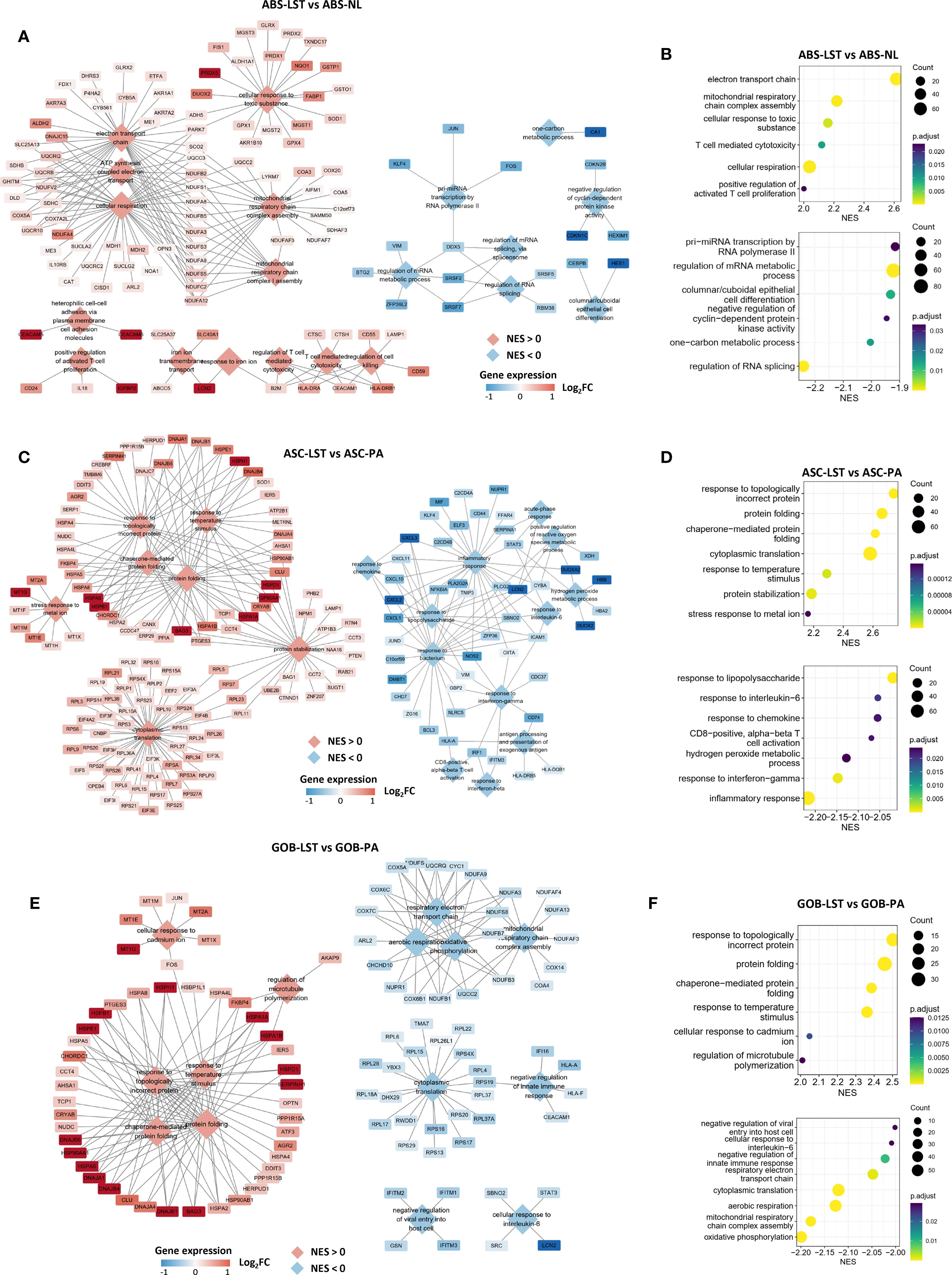 The image contains three sets of paired graphics depicting gene expression analysis. Each pair includes a network diagram (A, C, E) and a dot plot chart (B, D, F) labeled as ABS-LST vs ABS-NL, ASC-LST vs ASC-PA, and GOB-LST vs GOB-PA. The network diagrams use red and blue nodes, indicating gene expression levels and associations, while the dot plots display NES values and counts with color-coded p-adjust levels. The legend specifies diamond symbols for NES greater or less than zero and color gradients for gene expression levels.