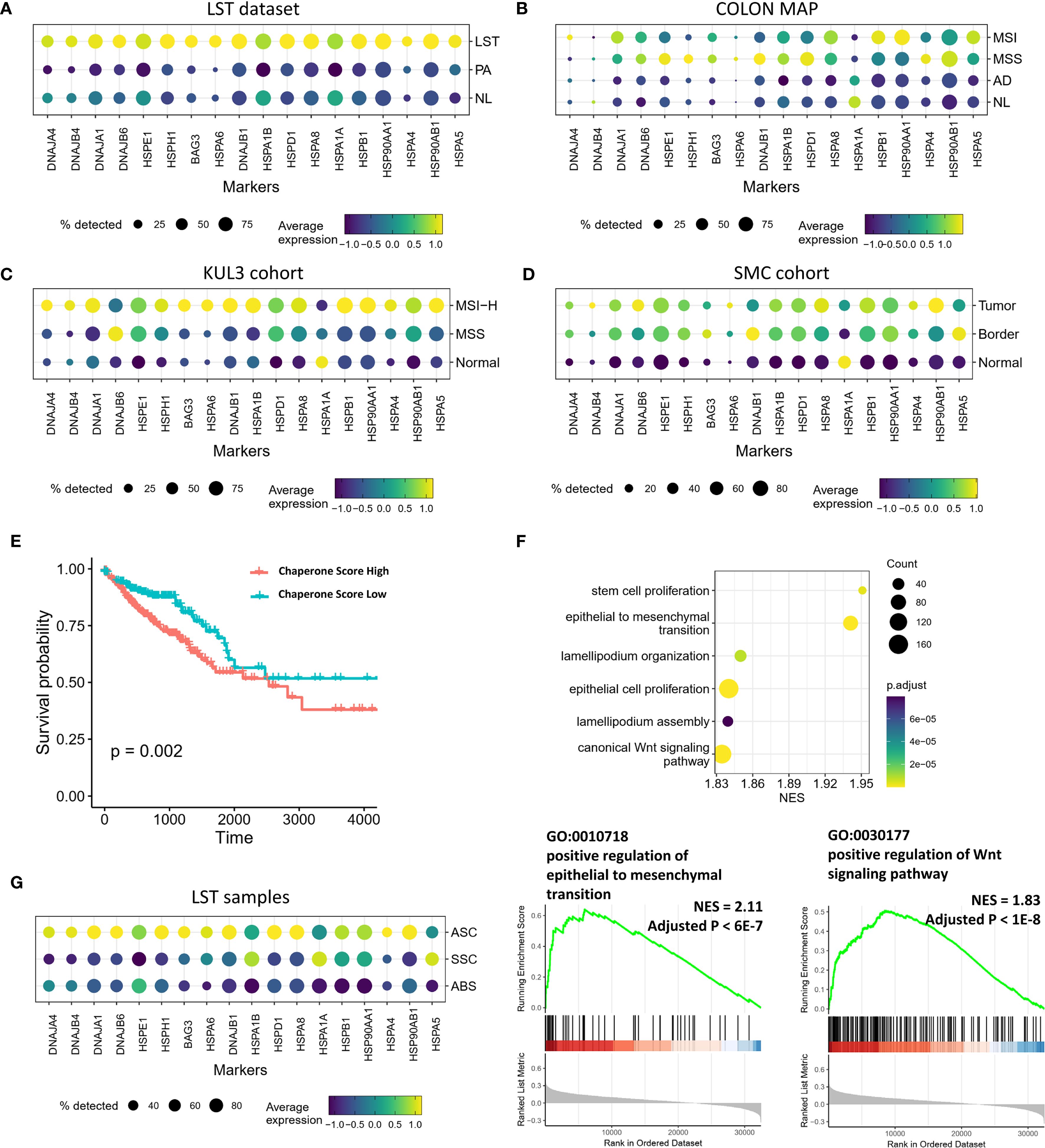 A multi-panel scientific figure with the following elements: (A) LST dataset expression levels of markers with a color gradient indicating average expression and dot size representing percentage detected. (B) COLON MAP dataset showing expression across MSI, MSS, AD, and NL, similarly styled. (C) KUL3 cohort data with expression levels for MSI-H, MSS, and normal samples. (D) SMC cohort showing expression in tumor, border, and normal tissues. (E) Kaplan-Meier survival curve comparing chaperone score high and low groups with significant p-value of 0.002. (F) Dot plot presenting gene set enrichment analysis for various biological processes. (G) LST samples expression for ASC, SSC, ABS with size and color indicating detection and expression levels.
