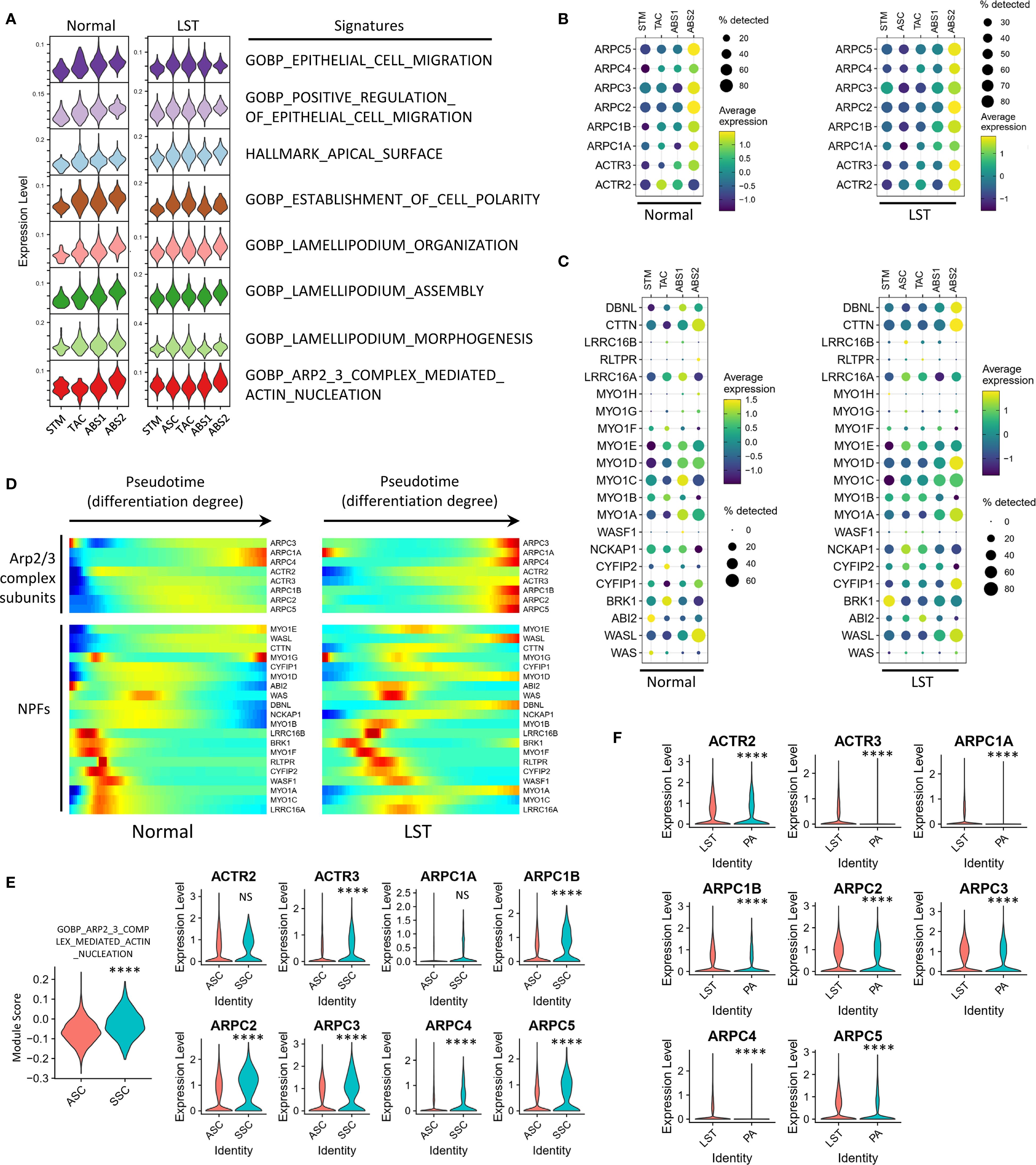 A multi-panel scientific figure displaying various analyses of gene expression and complex subunits in “Normal” and “LST” conditions. Panel A shows violin plots of expression levels for different gene signatures. Panels B and C feature bubble plots indicating gene expression and detection percentages. Panel D presents heatmaps of Arp2/3 complex subunits and NPFs across pseudotime. Panel E contains violin plots comparing module scores and expression levels for specific genes between ASC and SSG identities. Panel F includes additional violin plots for expression levels in LST and normal conditions, marked with asterisks for significance.