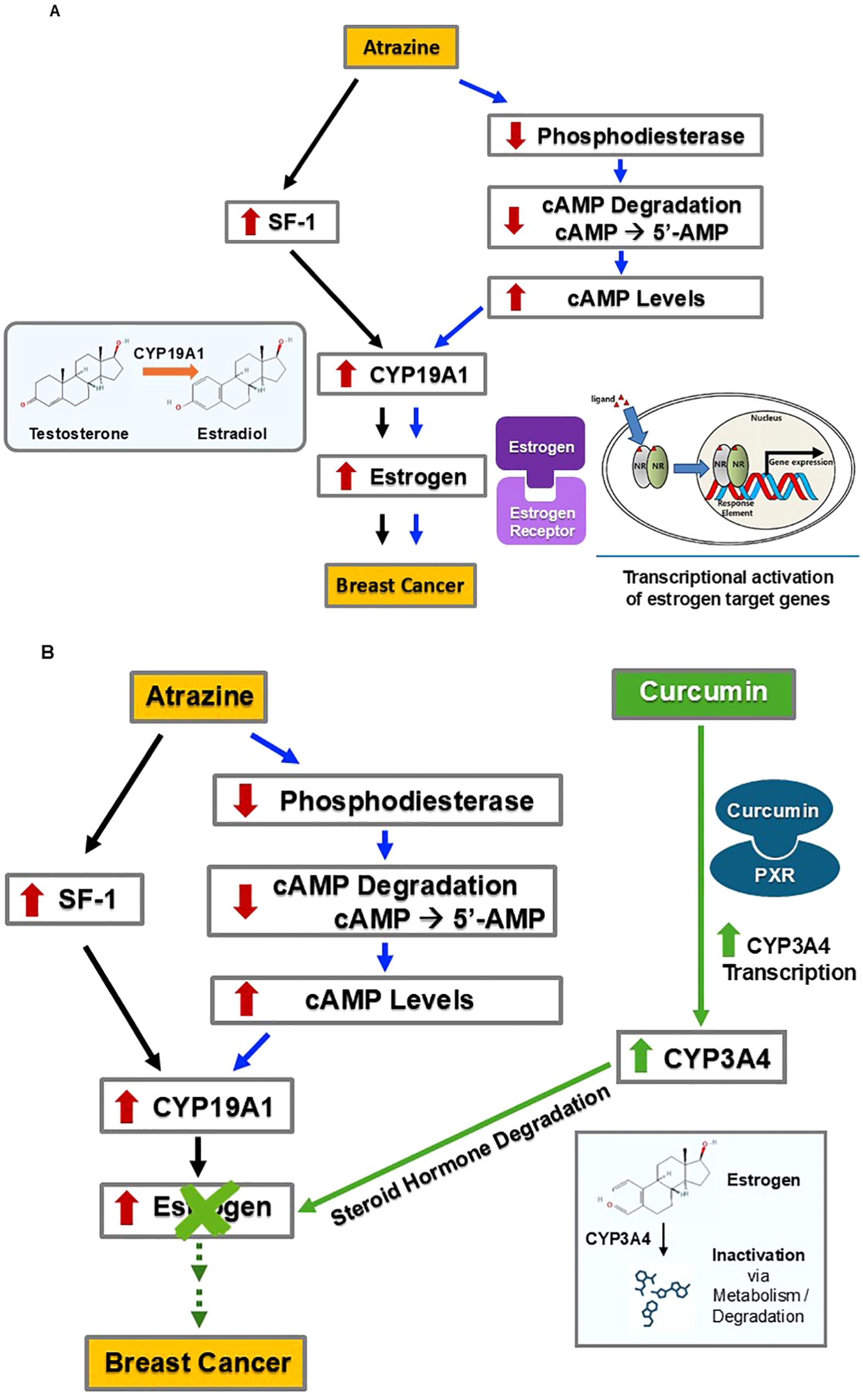 Diagram showing atrazine's effects on estrogen production and breast cancer risk. Part A illustrates atrazine increasing cAMP levels, SF-1, and CYP19A1, leading to elevated estrogen and breast cancer risk. Part B adds curcumin, activating CYP3A4 via PXR, degrading hormones and potentially reducing breast cancer risk.