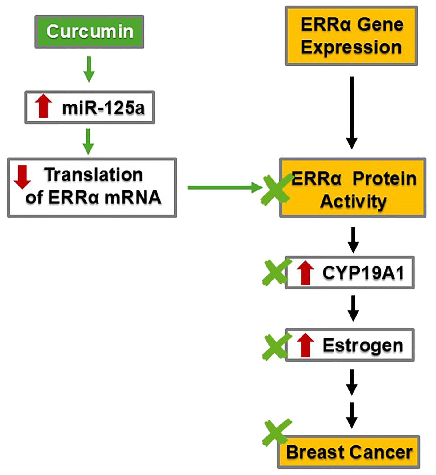 Flowchart illustrating the effects of curcumin on breast cancer development. Curcumin increases miR-125a, which decreases ERRα mRNA translation, reducing ERRα protein activity. This inhibits CYP19A1, estrogen production, and subsequently, breast cancer progression.