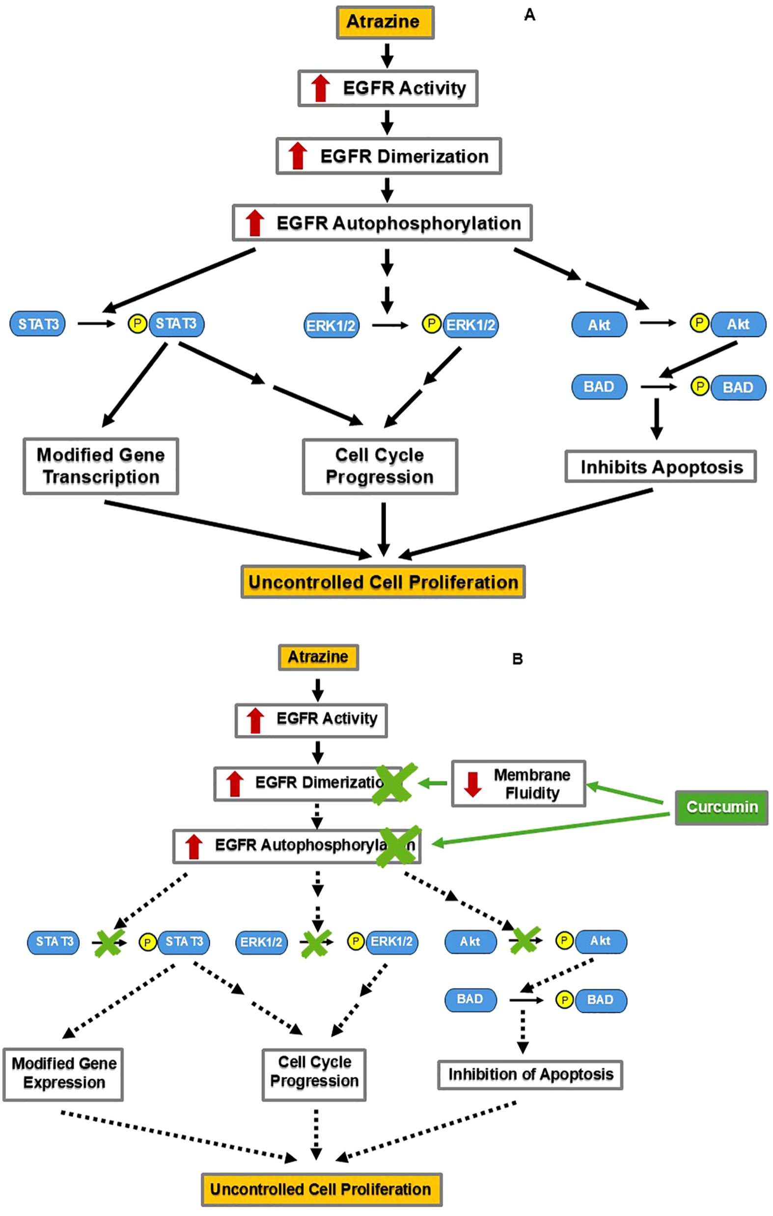 Diagram showing the effect of atrazine on EGFR signaling leading to uncontrolled cell proliferation. Part A illustrates atrazine increasing EGFR activity, dimerization, and autophosphorylation, which enhances gene transcription, cell cycle progression, and inhibits apoptosis. Part B shows curcumin's intervention, reducing these effects by altering membrane fluidity and disrupting the signaling pathway, leading to reduced proliferation.