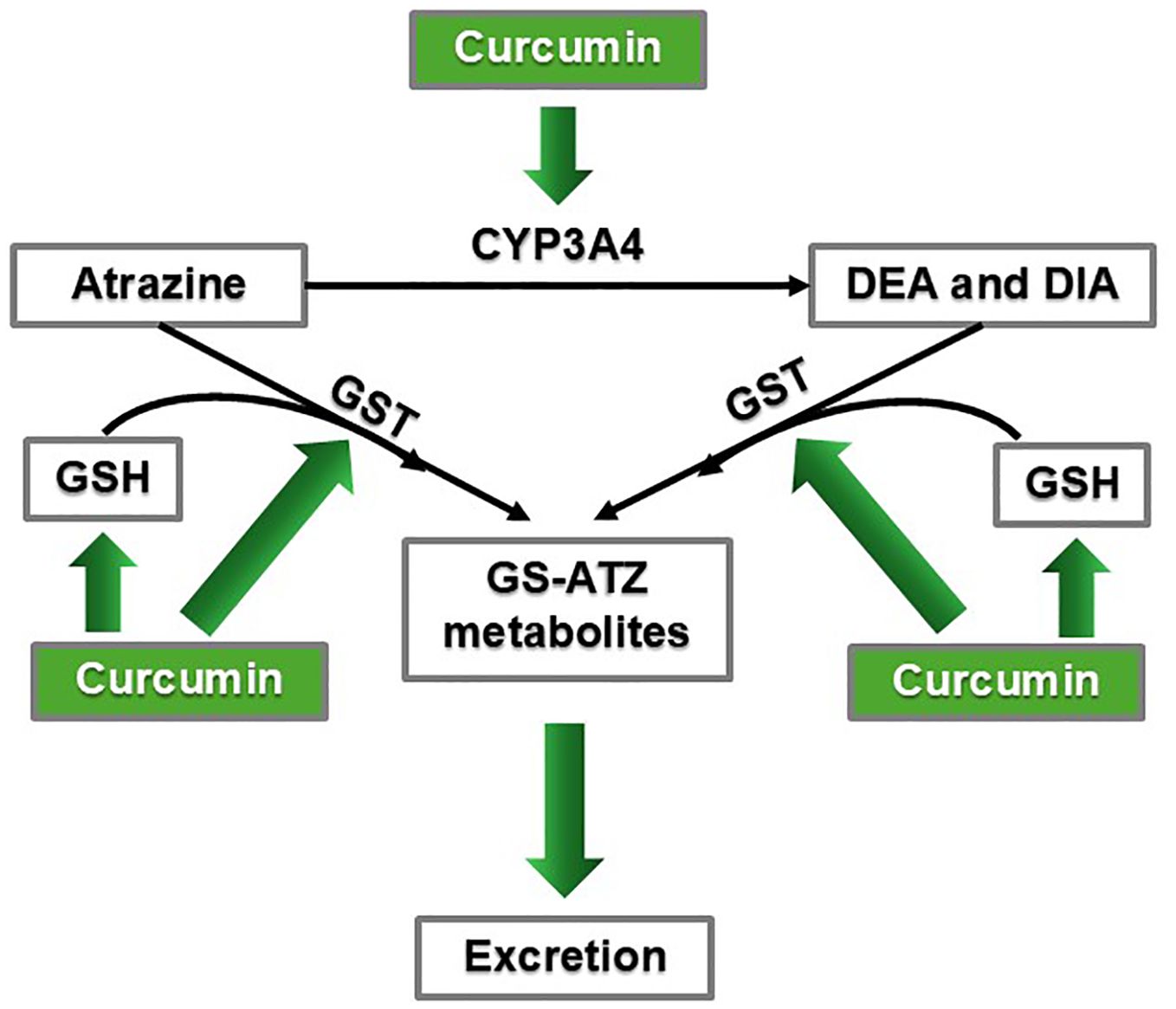 Flowchart illustrating the metabolism of atrazine mediated by curcumin. Curcumin enhances the activity of CYP3A4, converting atrazine to DEA and DIA. It also stimulates GST, leading to GS-ATZ metabolites that are excreted. GSH is increased by curcumin as well.