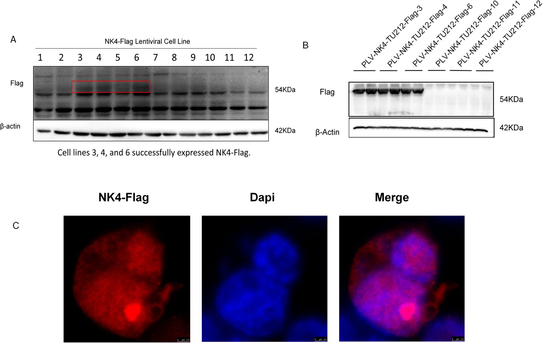 Panel A shows a Western blot with lanes labeled one to twelve for NK4-Flag lentiviral cell lines. Cell lines three, four, and six show strong flag expression. Panel B displays additional comparisons of flag and beta-actin expression. Panel C contains fluorescence images: NK4-Flag in red, DAPI stained nuclei in blue, and a merged image with both channels.