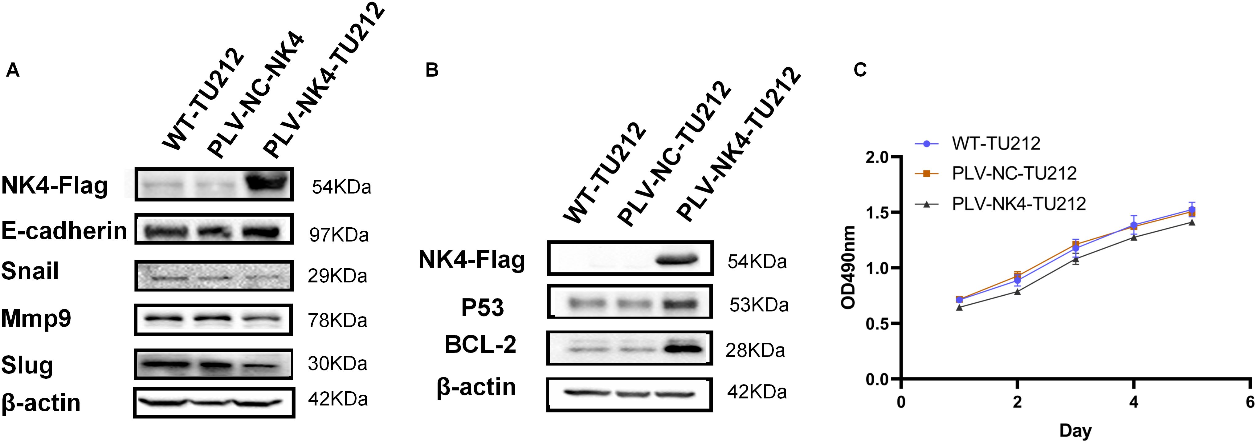 Panels A and B show Western blot analyses of proteins; NK4-Flag, E-cadherin, Snail, Mmp9, Slug, β-actin in panel A, and NK4-Flag, P53, BCL-2, β-actin in panel B across different samples. Panel C is a line graph displaying OD490nm measurements over six days for cell lines WT-TU212, PLV-NC-TU212, and PLV-NK4-TU212. Two vertical axes are labeled with molecular weights in kilodaltons, and the graph features three labeled lines representing different conditions.