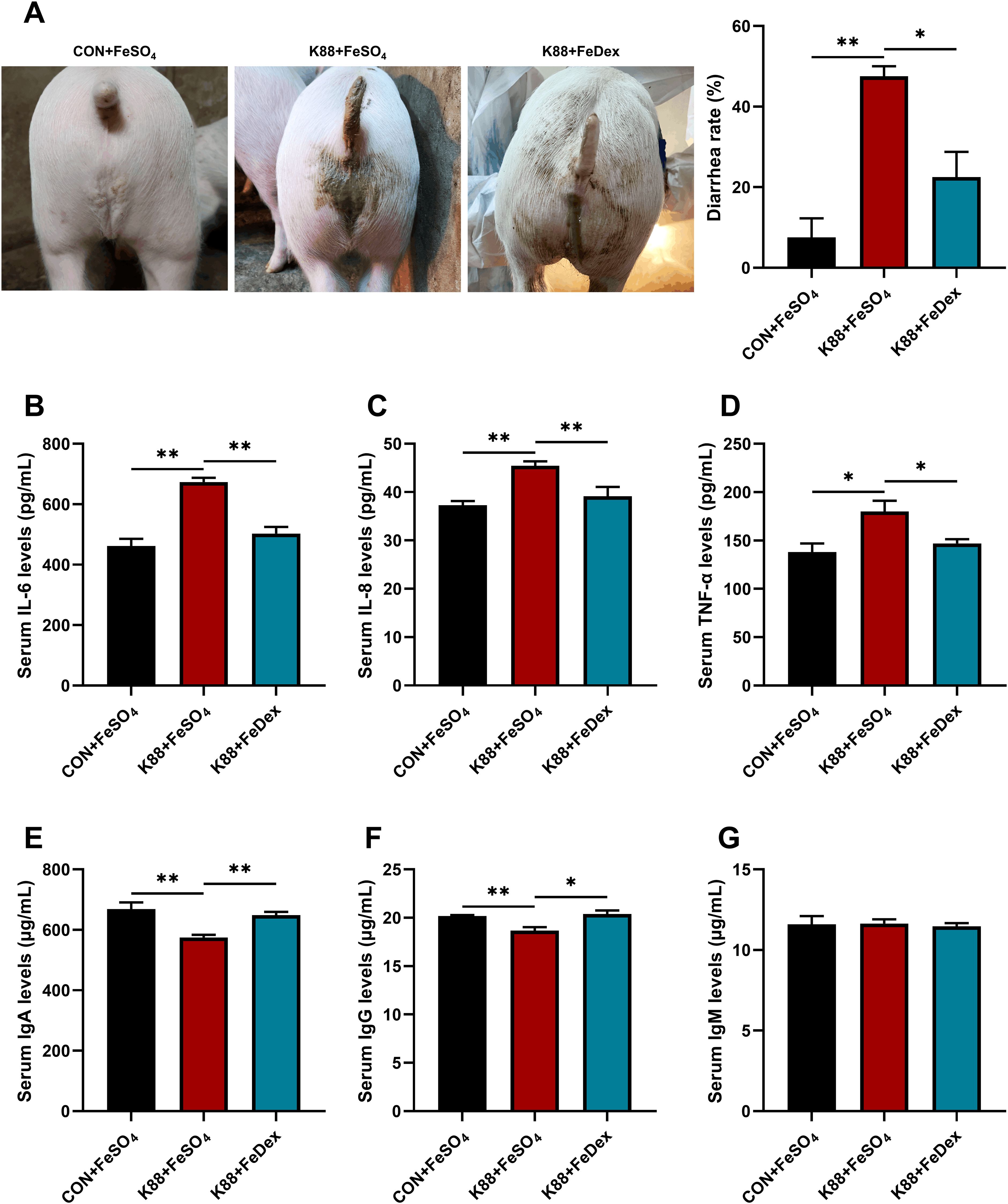 Three images show the hindquarters of pigs with different treatments: CON+FeSO₄, K88+FeSO₄, and K88+FeDex. A bar chart shows diarrhea rates, with K88+FeSO₄ having the highest rate. Additional bar graphs display serum levels of IL-6, IL-8, TNF-α, IgA, IgG, and IgM, comparing the treatments and indicating significant differences, especially between K88+FeSO₄ and other groups. Asterisks indicate significance levels.