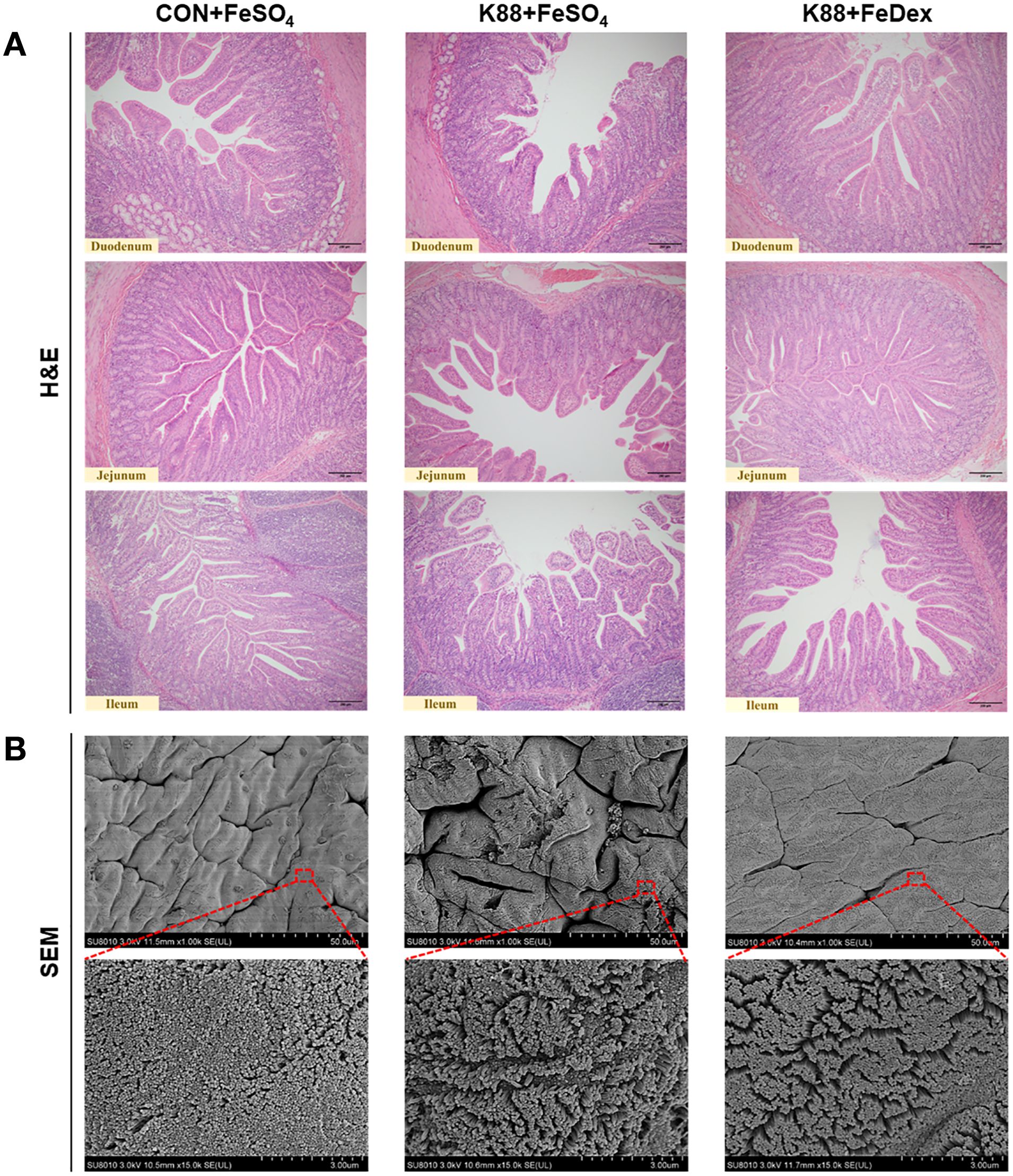 Histological and SEM images comparing intestinal sections under different treatments: CON+FeSOâ‚„, K88+FeSOâ‚„, and K88+FeDex. The top three rows display H&E stained cross-sections of the duodenum, jejunum, and ileum. The bottom two rows show SEM images highlighting surface textures and microstructures. Each treatment exhibits distinct morphological differences in the intestinal tissue and surface characteristics.