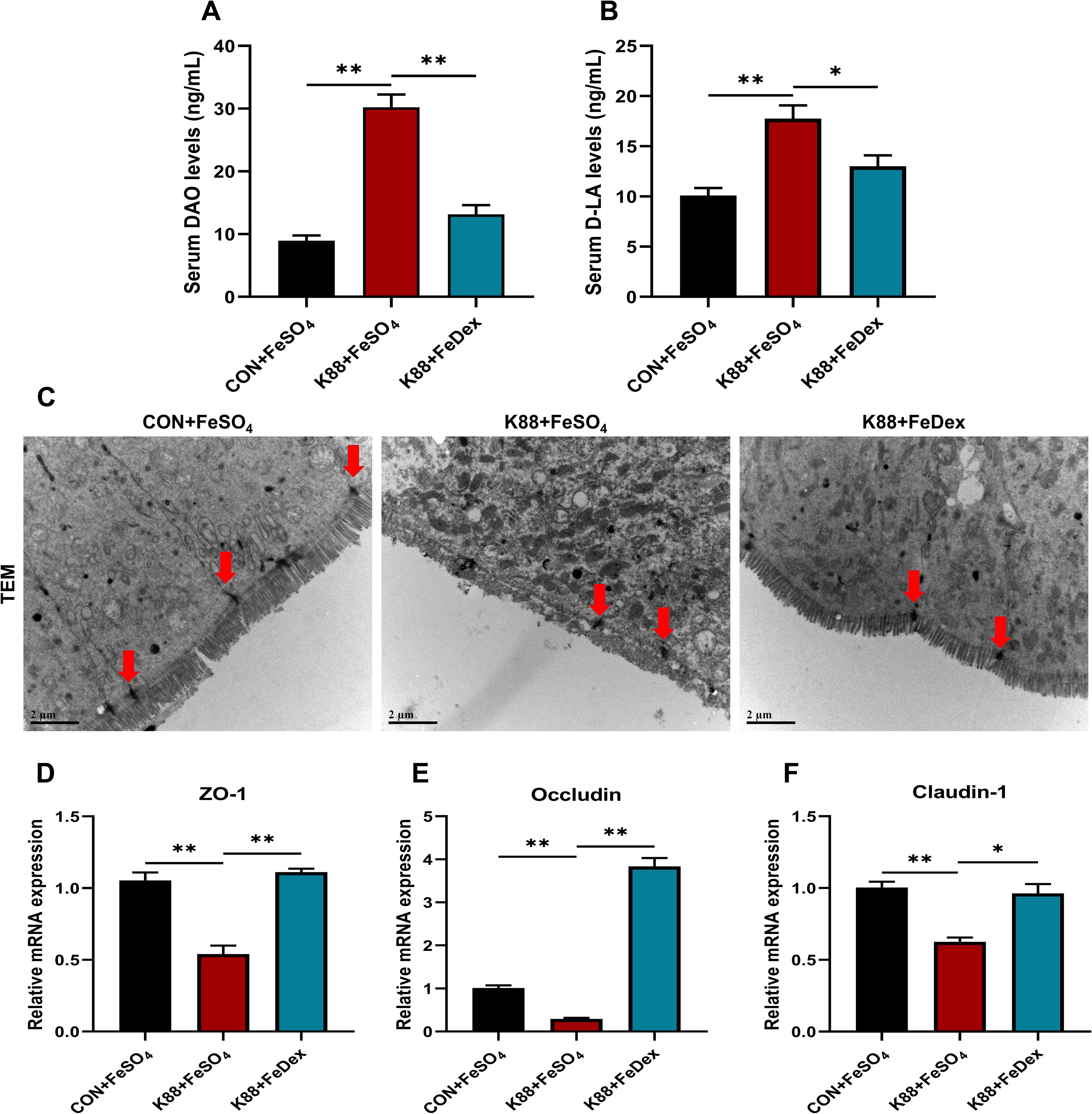 Graphs and images examining the effects of different treatments on serum DAO and D-LA levels, intestinal structure, and mRNA expression of ZO-1, Occludin, and Claudin-1. Graphs A and B show increased serum DAO and D-LA levels in K88+FeSO4 compared to CON+FeSO4 and K88+FeDex. Image C shows TEM images of intestinal structure, with arrows highlighting changes. Graphs D, E, and F show mRNA expression, with K88+FeDex exhibiting higher levels of Occludin and ZO-1 compared to K88+FeSO4. Statistical significance is indicated in graphs with * and ** for p-values.