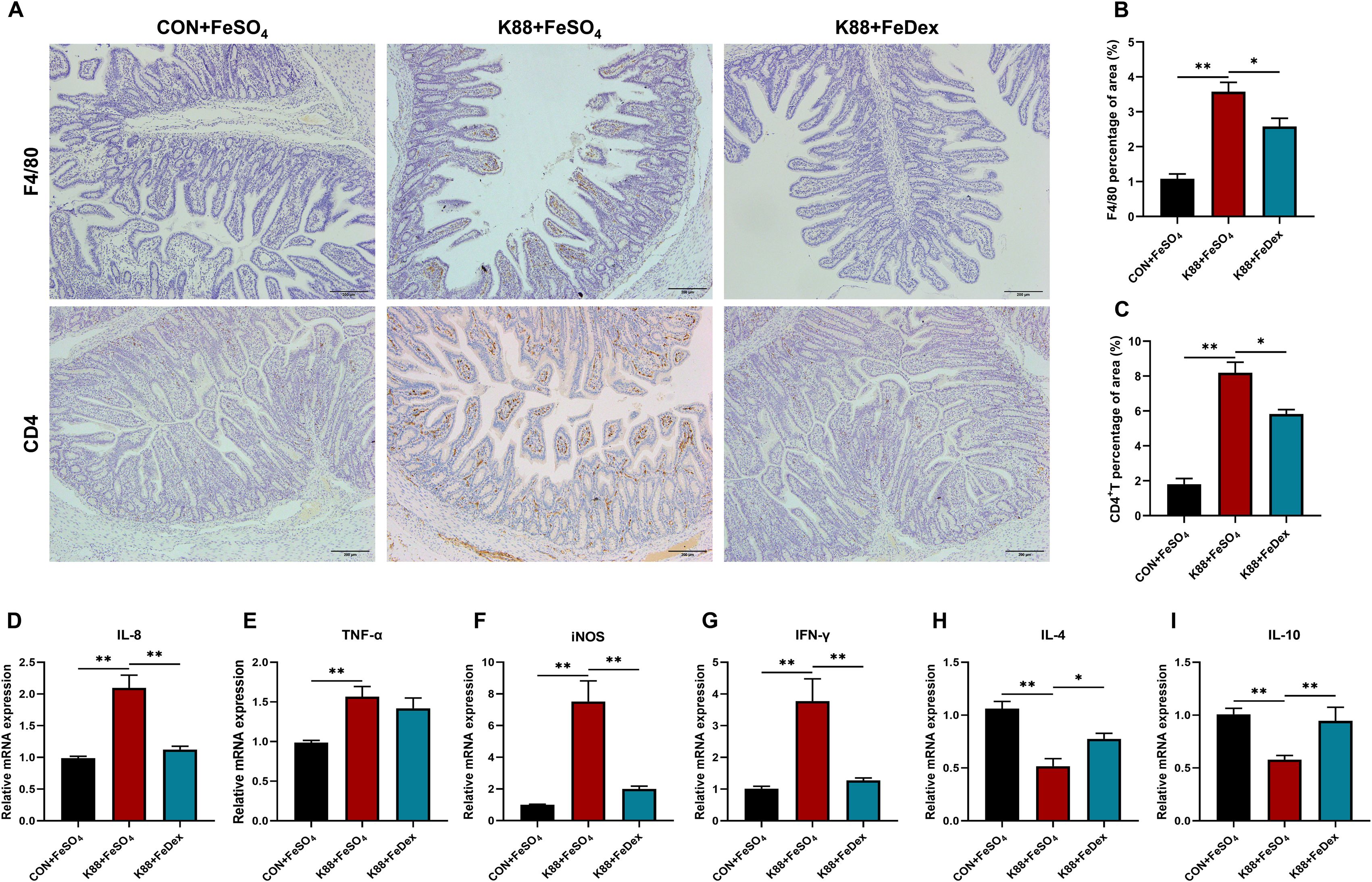 Histological images and bar graphs depict immune responses in intestinal tissues. Panel A shows F4/80 and CD4 markers in different treatment groups: CON+FeSO₄, K88+FeSO₄, and K88+FeDex. Panels B and C present bar graphs comparing percentages of F4/80 and CD4 T-cell areas. Panels D to I show bar graphs of relative mRNA expression for IL-8, TNF-α, iNOS, IFN-γ, IL-4, and IL-10. Statistical significance is indicated with asterisks.