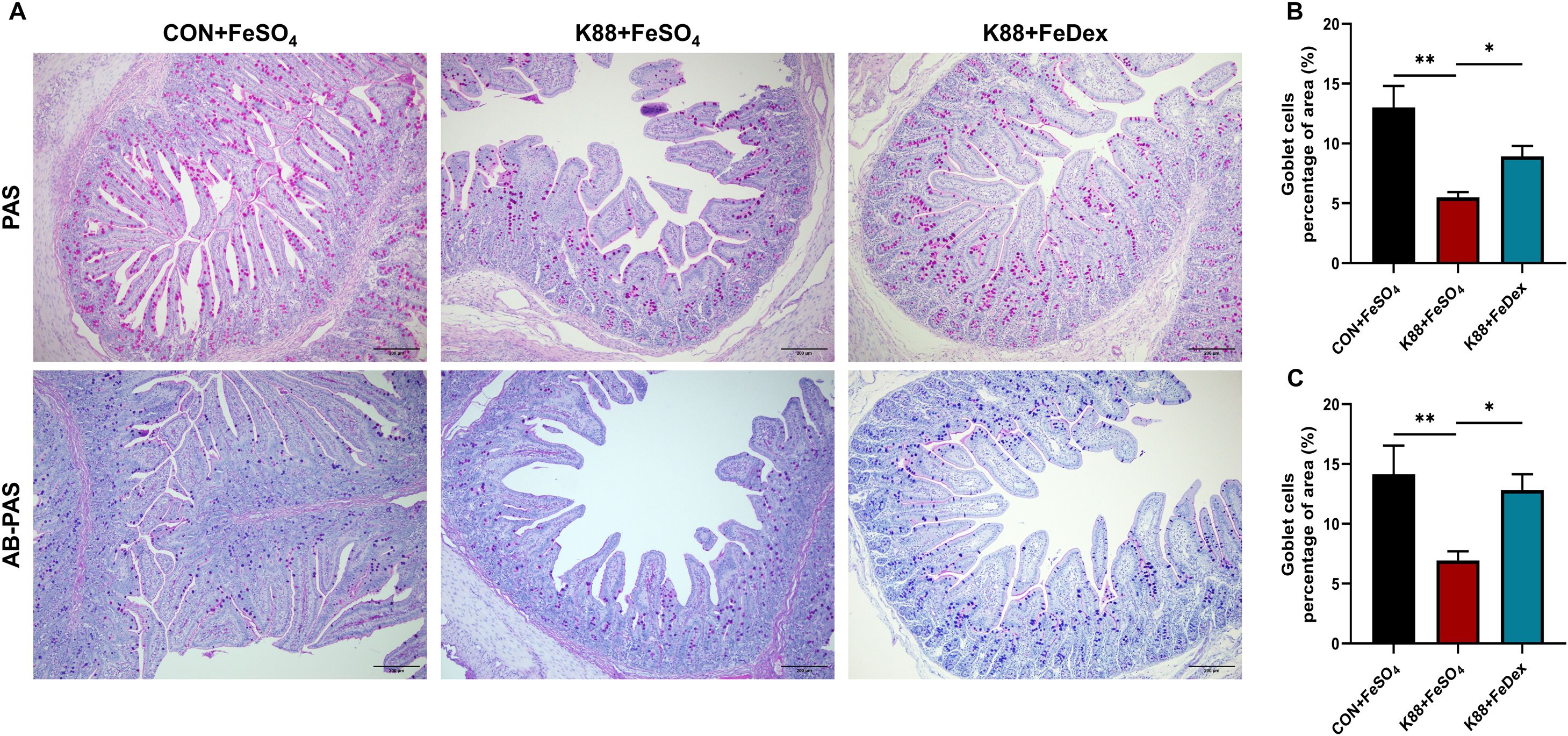 Histological images displaying intestinal tissue stained with PAS and AB-PAS techniques under different conditions: CON+FeSO4, K88+FeSO4, and K88+FeDex. These illustrate goblet cell distribution. Adjacent bar graphs depict the percentage of goblet cell area for each condition, showing significant differences indicated by asterisks.