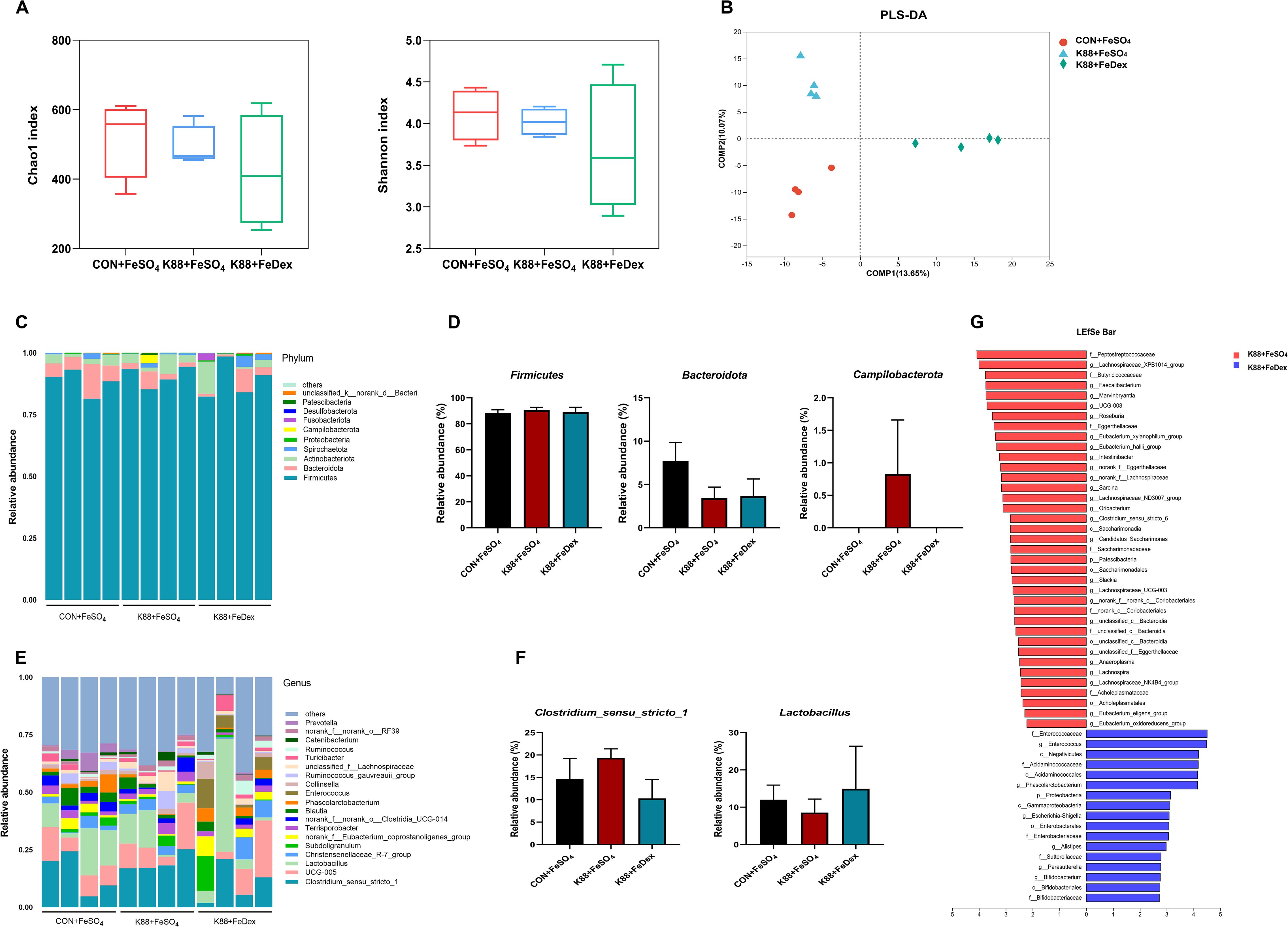 Composite image showing several microbial diversity analyses. (A) Box plots of Chao1 and Shannon indices displaying bacterial diversity in three groups: CON+FeSOâ‚„, K88+FeSOâ‚„, K88+FeDex. (B) PLS-DA scatter plot, showing distinct clustering among the groups. (C) Stacked bar chart of phylum-level composition, highlighting taxa proportions. (D) Bar graphs showing relative abundances of Firmicutes, Bacteroidota, and Campilobacteroza. (E) Stacked bar chart of genus-level composition revealing taxa distributions. (F) Bar graphs of Clostridium_sensu_stricto_1 and Lactobacillus abundances. (G) LEfSe Bar chart displaying differences in microbial taxa between groups.