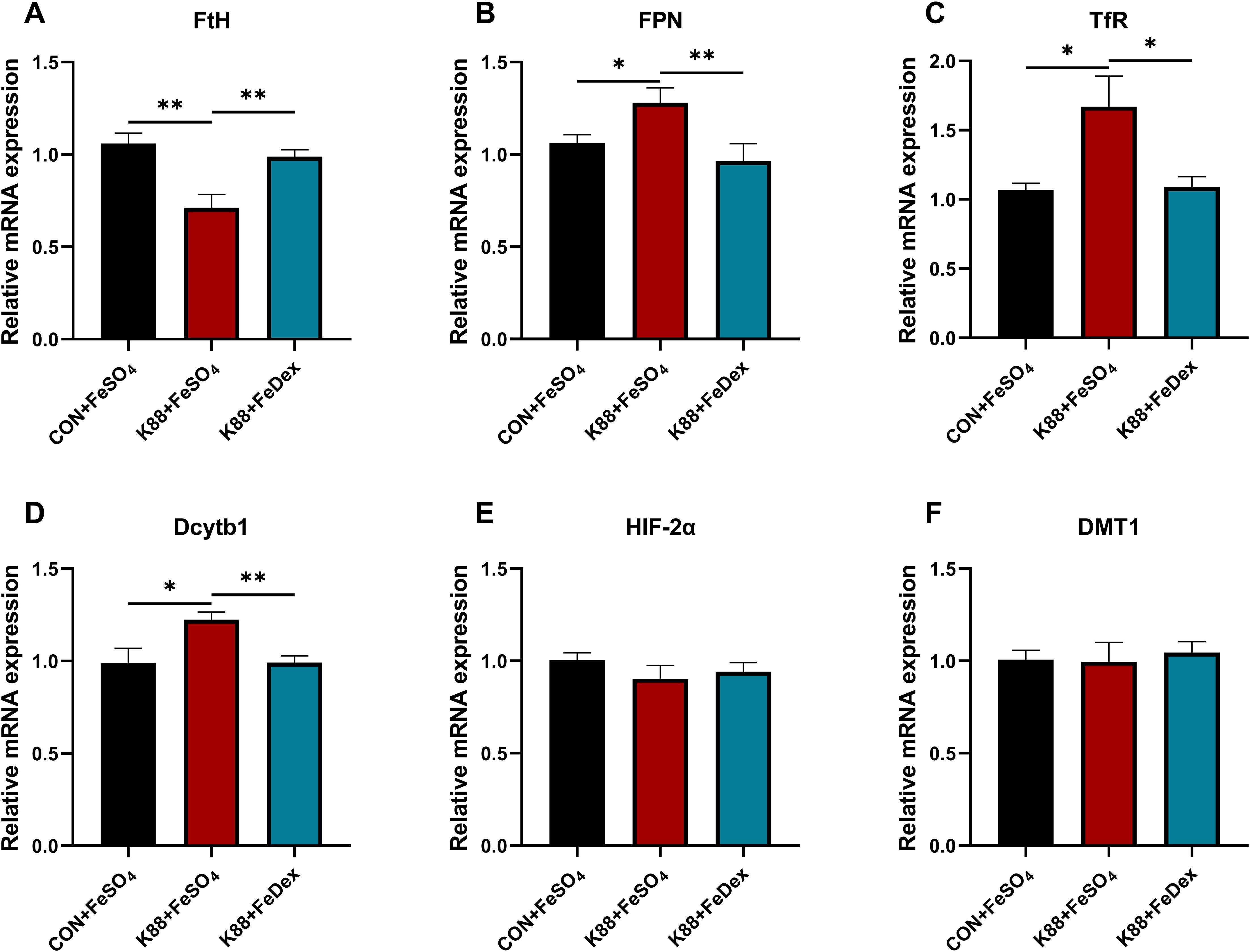 Bar graphs display relative mRNA expression levels for six genes: FtH, FPN, TfR, Dcytb1, HIF-2α, and DMT1, under three conditions: CON+FeSO4, K8β+FeSO4, and K8β+FeDex. Significant differences are indicated by asterisks, with FtH, FPN, TfR, and Dcytb1 showing notable expression changes across conditions, as indicated by asterisks representing significance levels. HIF-2α and DMT1 exhibit no significant differences.