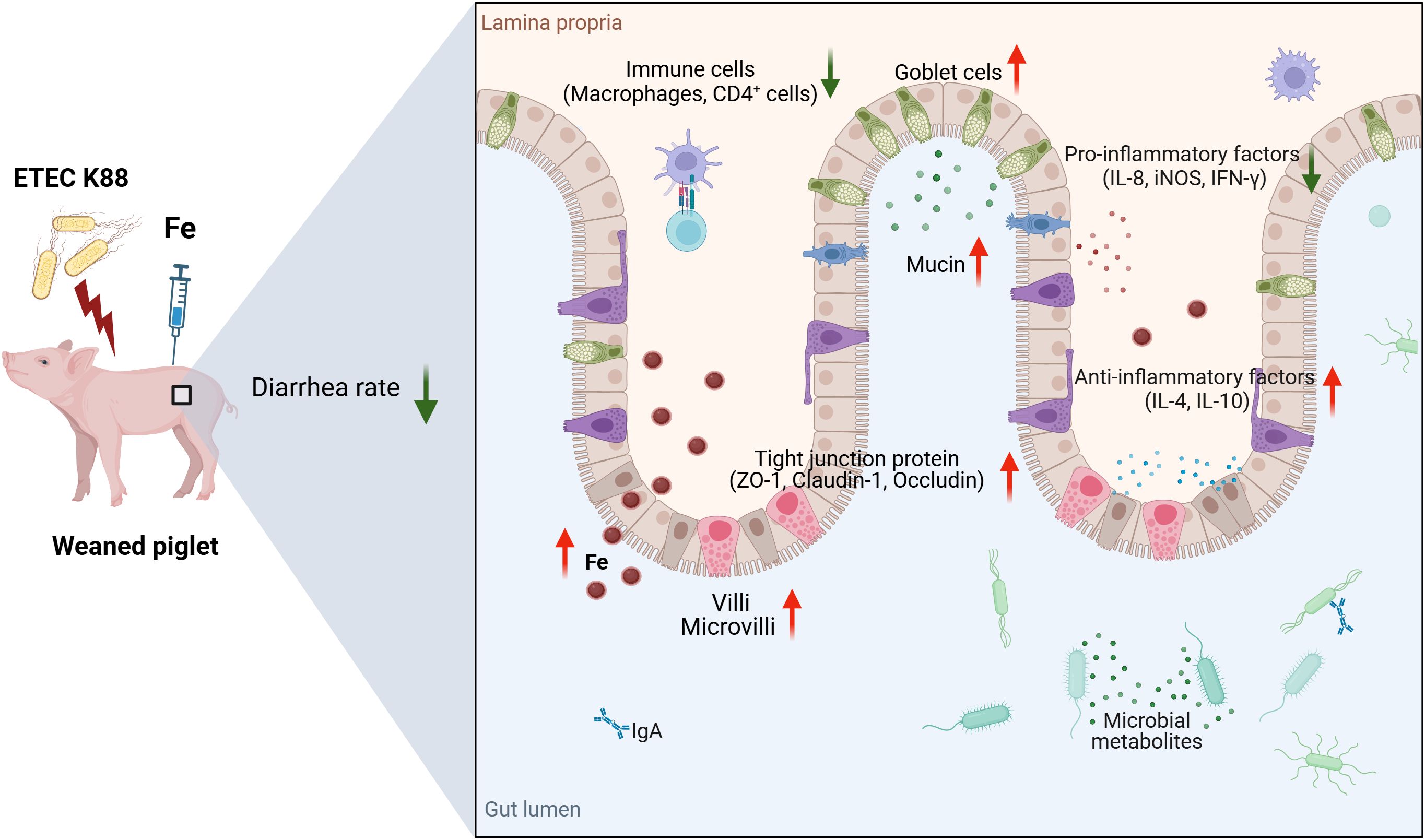 Diagram illustrating the impact of ETEC K88 and iron (Fe) on the intestines of weaned piglets. A piglet on the left shows a downward arrow indicating reduced diarrhea rate. On the right, intestinal cross-section highlights increased goblet cells, mucin, tight junction proteins, villi, and microvilli. It shows more Fe, microbial metabolites, and immune cells. Pro-inflammatory factors like IL-8 decrease, while anti-inflammatory factors such as IL-4 and IL-10 increase. IgA molecules and various immune cells are labeled within the gut lumen and lamina propria.