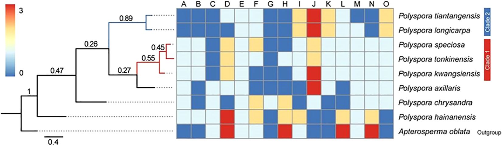 Phylogenetic tree and heatmap showing relationships among Polysopora species, with Apterosperma oblata as an outgroup. The tree displays branch lengths and bootstrap values, while the heatmap represents data points with a gradient from blue to red, indicating two clades: Clade 1 and Clade 2. Columns A to O correspond to different variables or conditions, with color variations reflecting data differences.