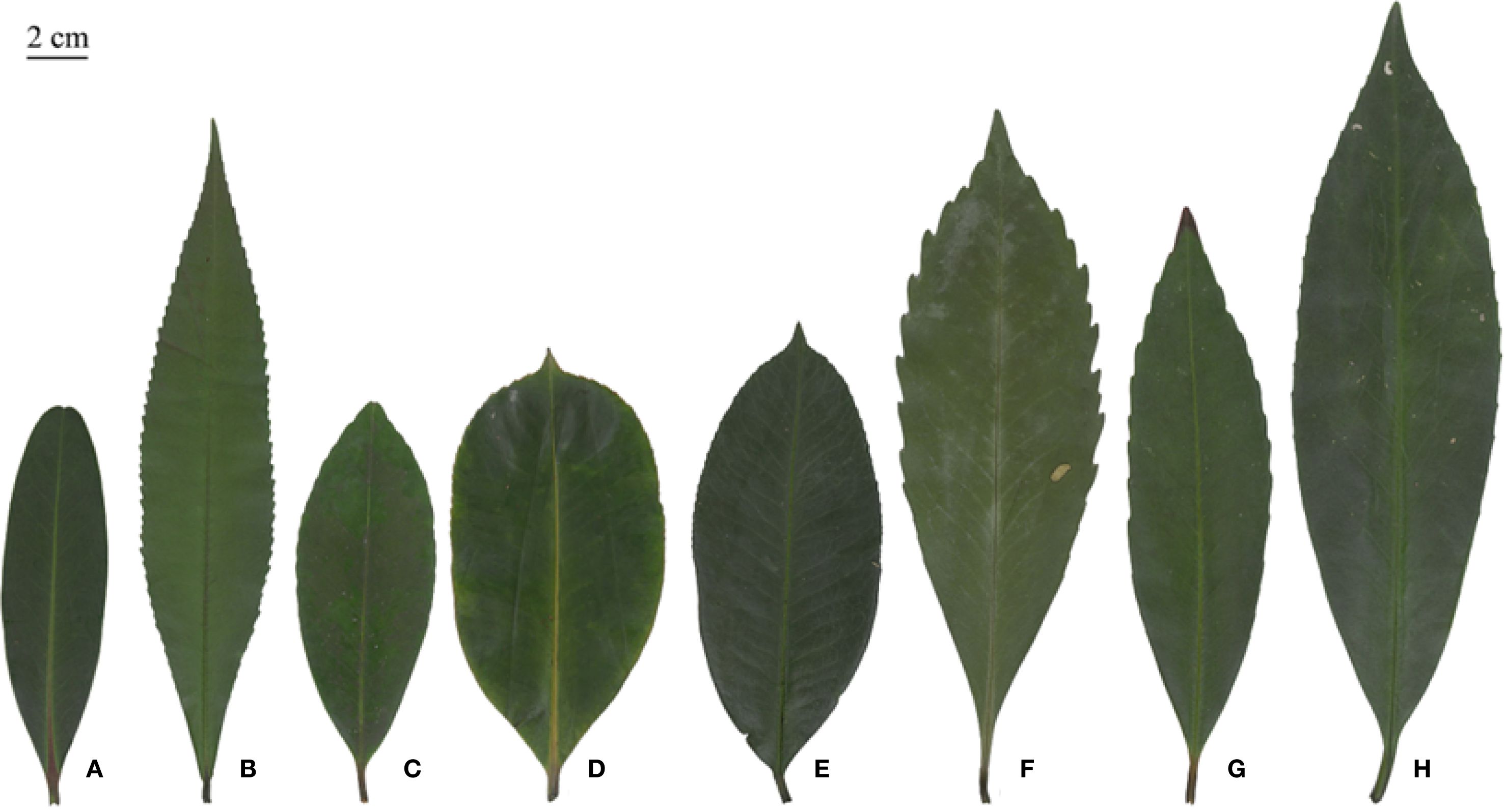 Eight different leaf types labeled A through H, arranged in a row. Each leaf varies in shape and size, with distinctive edges and colors. A scale indicating two centimeters is provided for reference at the top left.