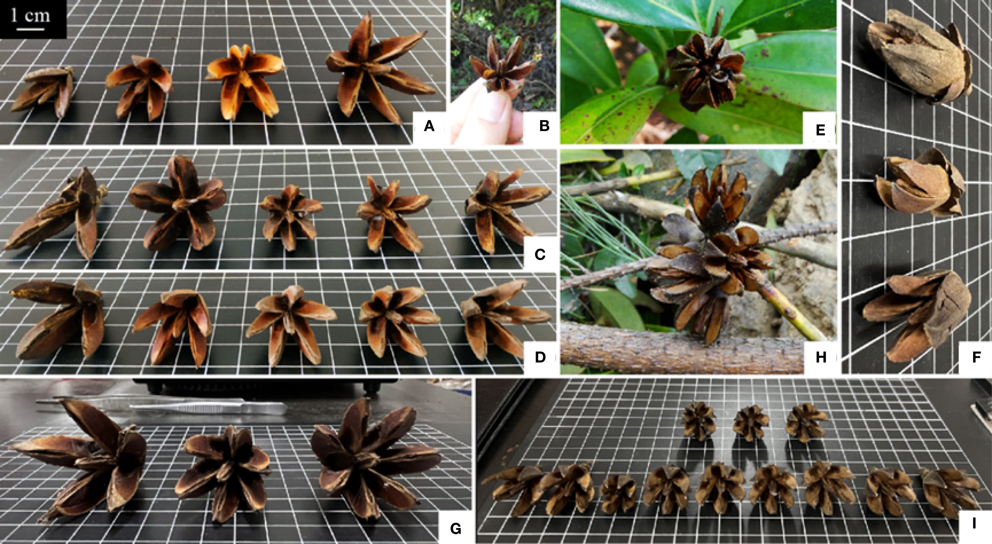 Collection of images showing brown, star-shaped seed pods from different angles and in various settings. The pods are displayed on a grid surface with a scale indicating one centimeter. Some pods are shown in their natural environment on branches, while others are held in hand or arranged in rows on the grid. Each image section is labeled from A to I, illustrating variations in the pods' appearance and positioning.