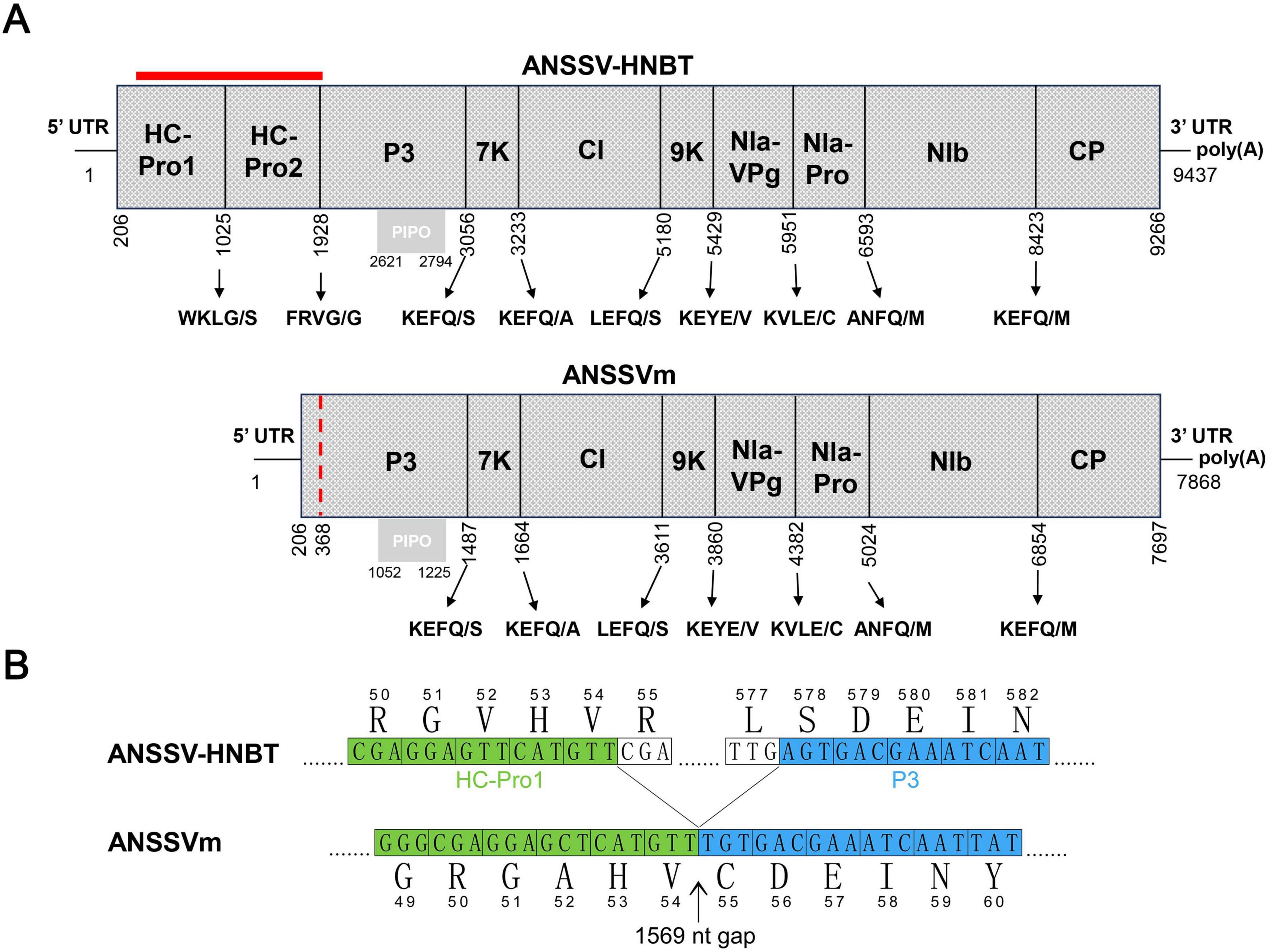 Diagram A compares the genomic structure of ANSSV-HNBT and ANSSVm, highlighting protein coding regions like HC-Pro, P3, CI, and others with associated start positions and mutations. Diagram B shows sequence alignments with nucleotide positions, indicating differences between ANSSV-HNBT and ANSSVm, focusing on regions HC-Pro1 and P3, with specific nucleotide changes marked.