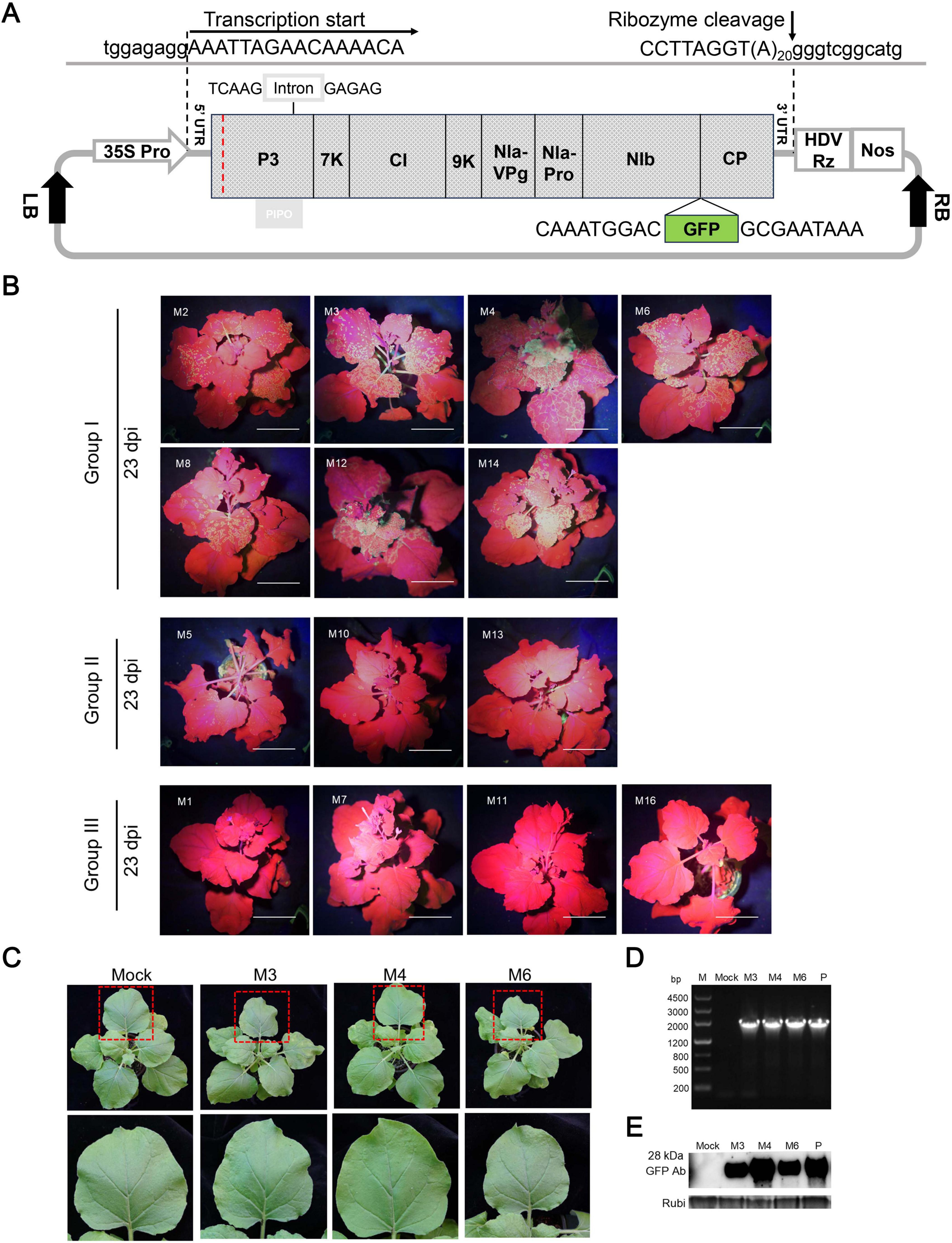 Diagram of a plant expression vector (A) with genetic elements labeled. Photographs of plants in groups based on treatment showing green fluorescent protein expression (B). Comparison of leaf phenotypes in different treatments (C). Gel electrophoresis image with DNA bands for size analysis (D). Western blot analysis depicting protein expression levels (E).
