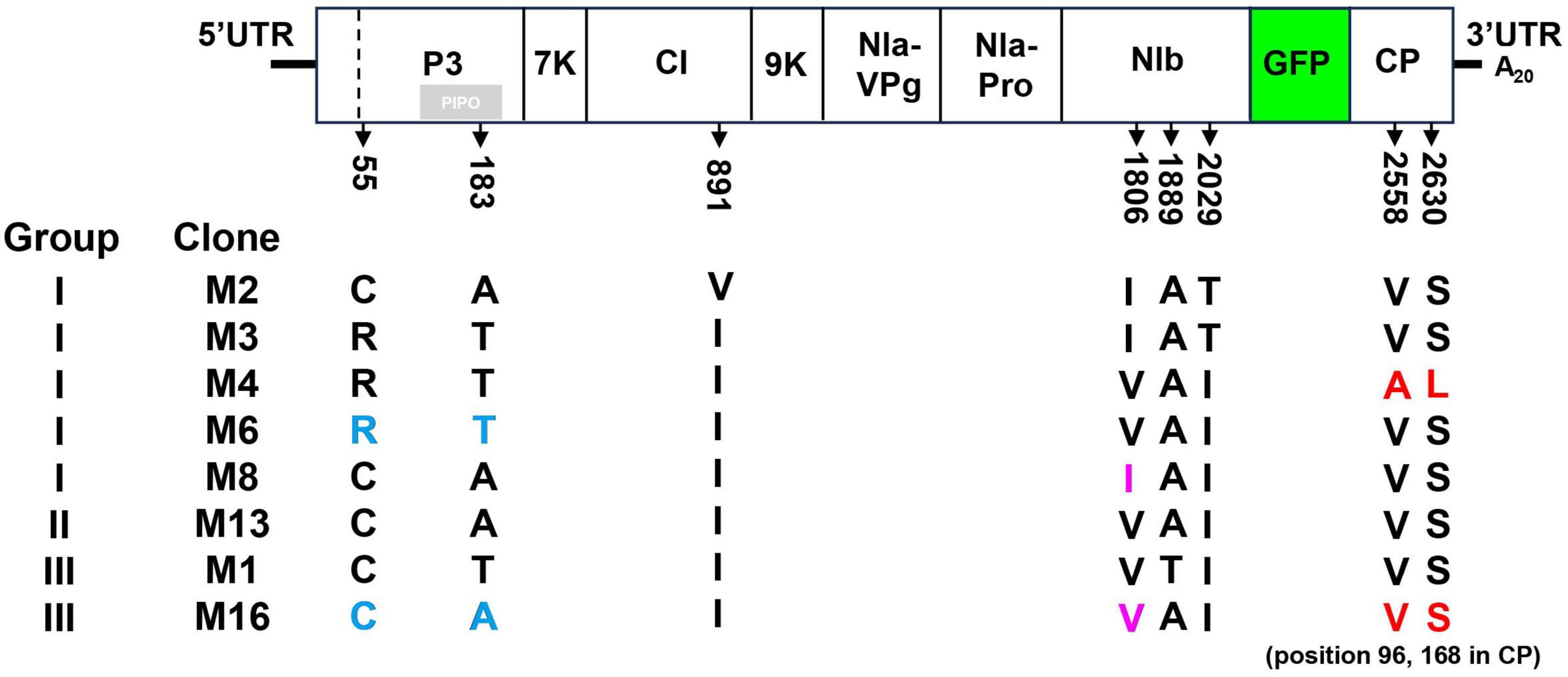 Diagram showing a schematic representation of a viral genome with labeled protein regions: P3, 7K, CI, 9K, NIa-VPg, NIa-Pro, NIb, GFP, and CP. Below is a table with groups and clones labeled M2, M3, M4, M6, M8, M13, M1, and M16. Specific nucleotide mutations are highlighted in blue, purple, and red across positions in the genome.
