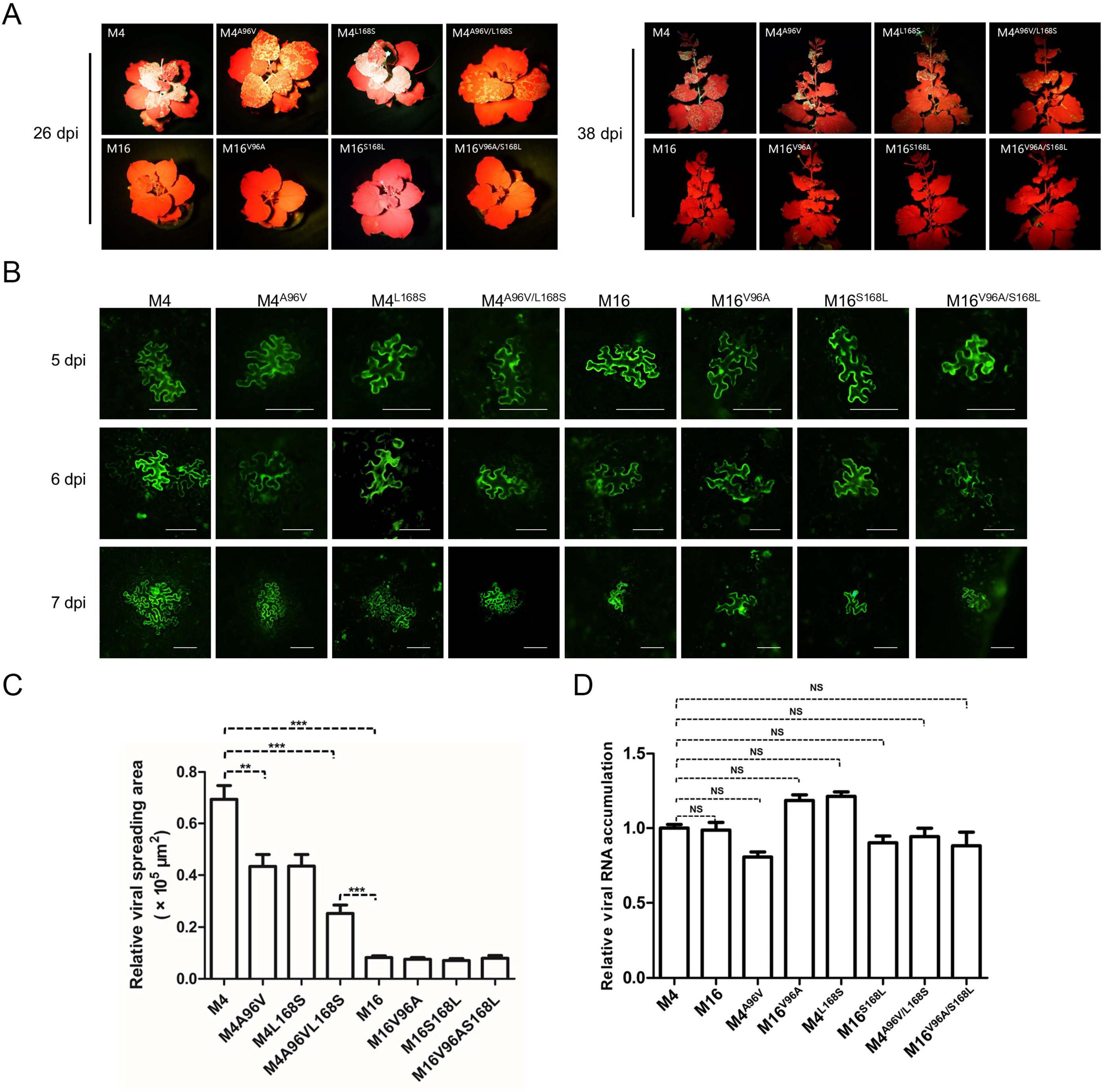 Panel A shows flowers at 26 and 38 days post-inoculation with different variants. Panel B depicts leaf images showing green fluorescence at 5, 6, and 7 days post-inoculation. Panel C presents a bar chart of the relative viral spreading area, and Panel D shows a bar chart of relative viral RNA accumulation, with statistical significance denoted by asterisks and “NS” for not significant between different variants.