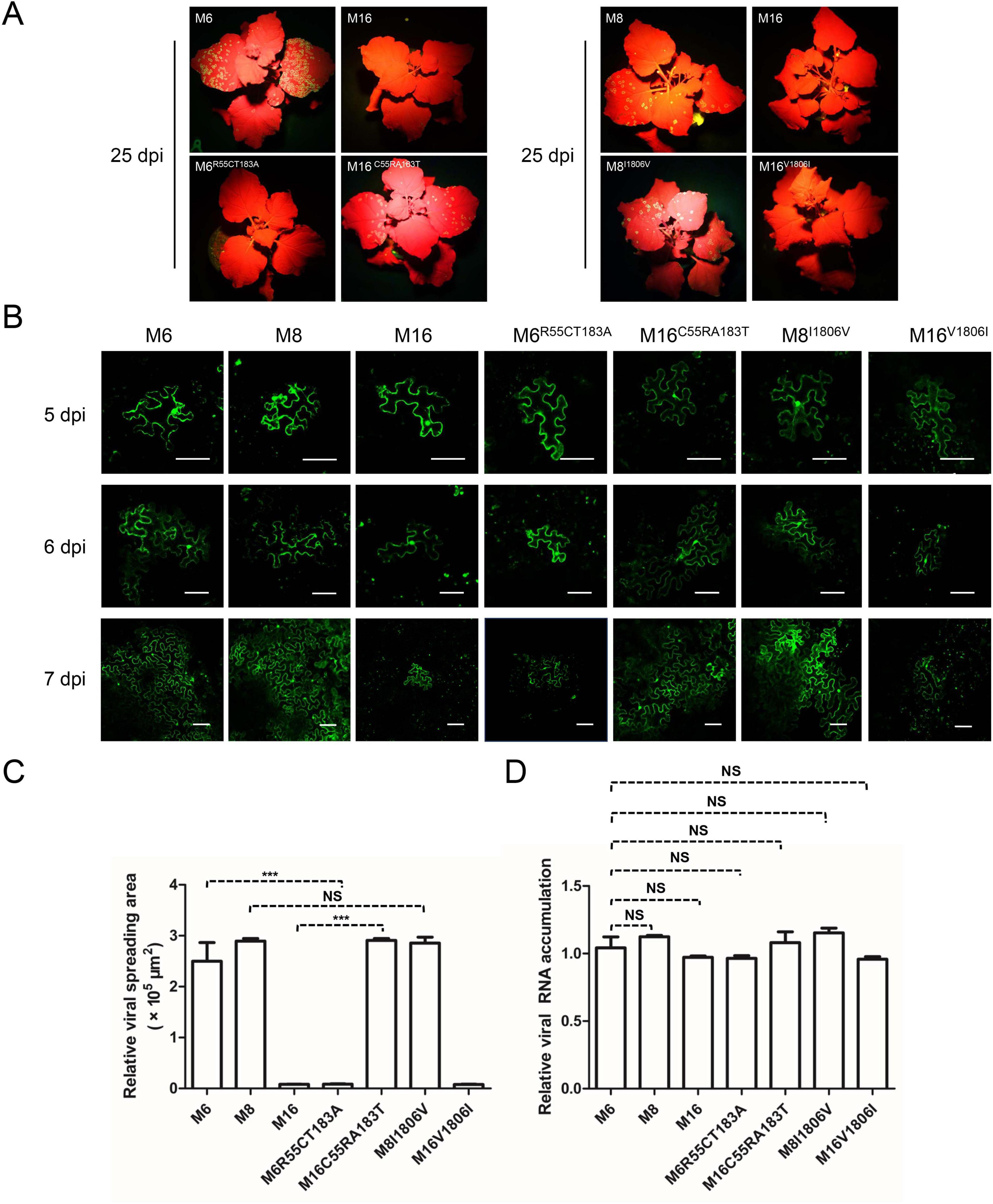 Panel A shows leaves with red fluorescence at 25 dpi under different conditions. Panel B displays green fluorescence microscopy of leaves infected with various virus strains at 5, 6, and 7 dpi. Panel C is a bar graph comparing the relative viral spreading area across different strains. Panel D is a bar graph illustrating relative viral RNA accumulation for each strain. NS denotes non-significance in graphs, and asterisks indicate significant differences.