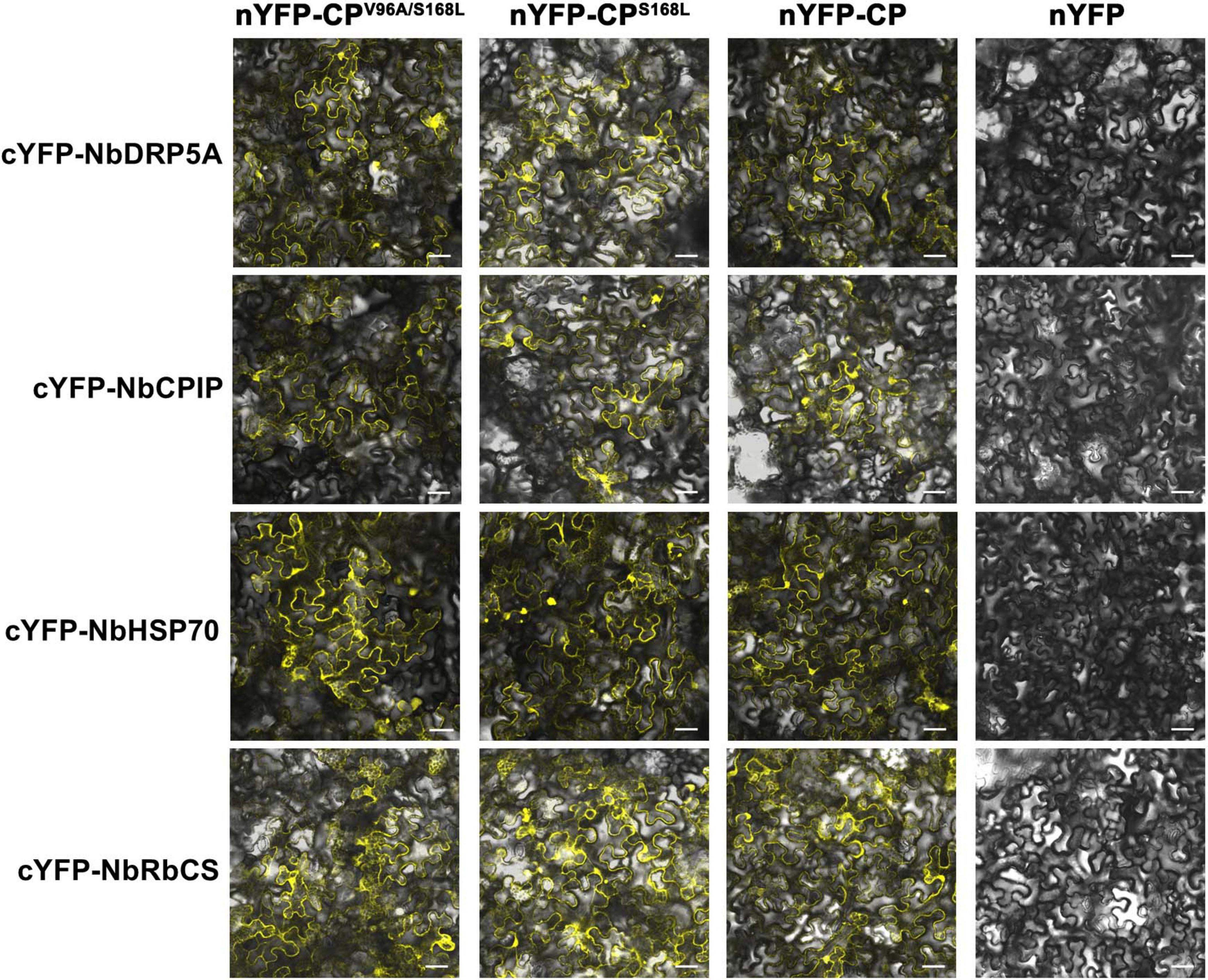 Grid of microscopic images highlighting yellow fluorescence patterns in plant cells. Rows are labeled cYFP-NbDRP5A, cYFP-NbCPIP, cYFP-NbHSP70, and cYFP-NbRbCS. Columns are labeled nYFP-CP\(^\text{V96A/S168L}\), nYFP-CP\(^\text{S168L}\), nYFP-CP, and nYFP. Each tile displays distinct cellular structures with varying fluorescence intensity.