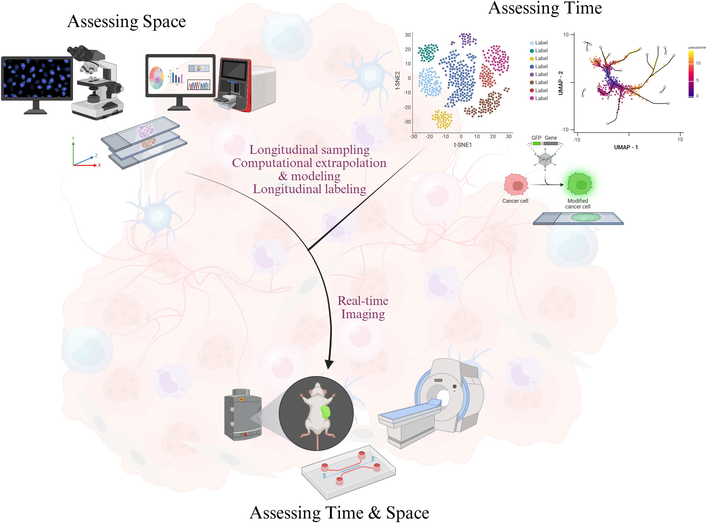 Diagram illustrating the integration of spatial and temporal analysis in medical research. Left section shows “Assessing Space” with a microscope and digital analysis tools. Right section, “Assessing Time,” features t-SNE and UMAP visualizations of data. The central area focuses on “Real-time Imaging” with a mouse and imaging equipment. Concepts like longitudinal sampling, computational modeling, and modified cancer cells are highlighted. The theme combines imaging and computational techniques to explore cell behavior over time and space.
