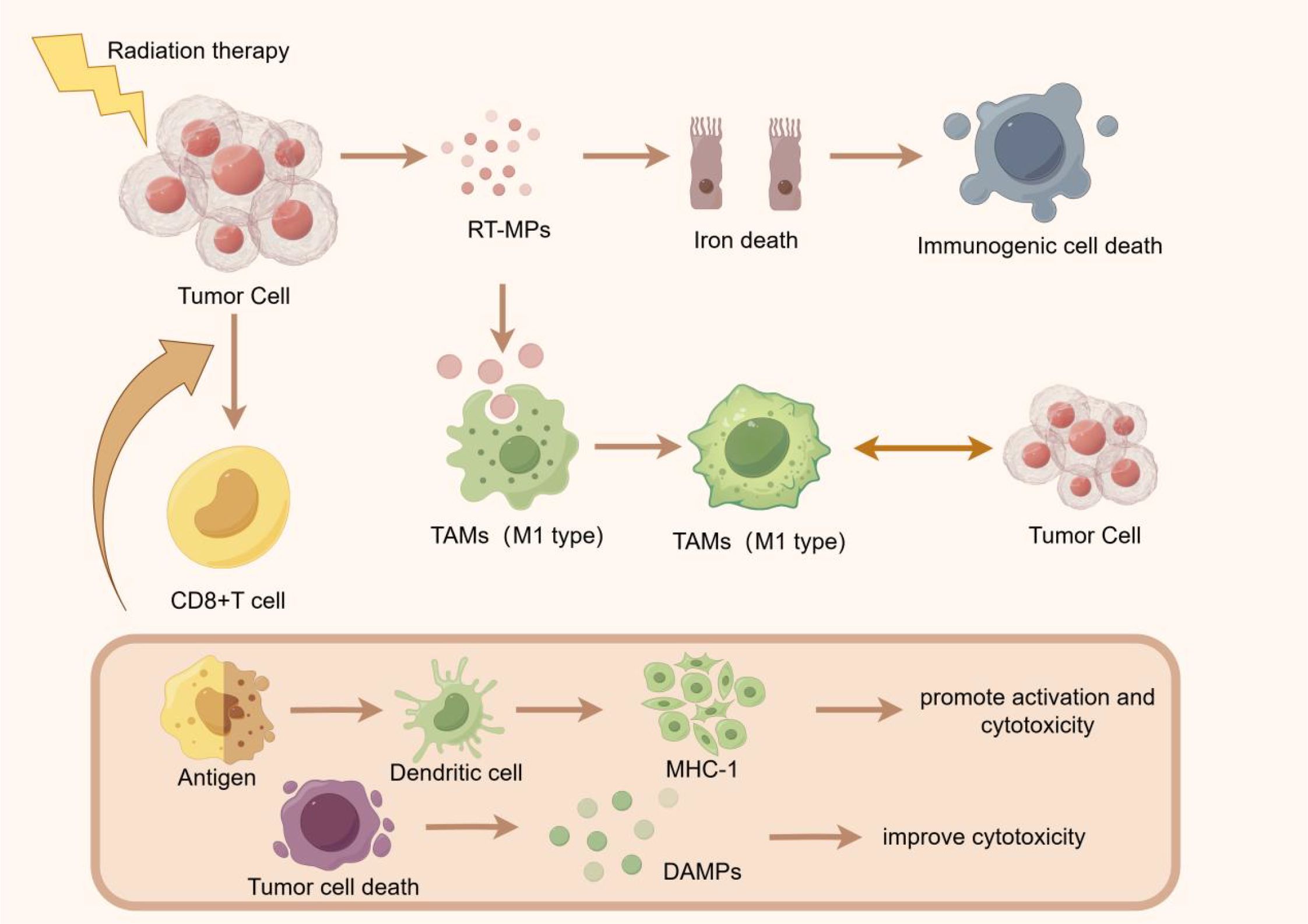 Diagram illustrating the process of tumor cell death through radiation therapy. Radiation therapy leads to the formation of RT-MPs, causing iron death and immunogenic cell death. Tumor-associated macrophages (TAMs, M1 type) further impact tumor cells. The process involves antigens, dendritic cells, MHC-1, and DAMPS, promoting activation and improving cytotoxicity. CD8+ T cells are also involved.