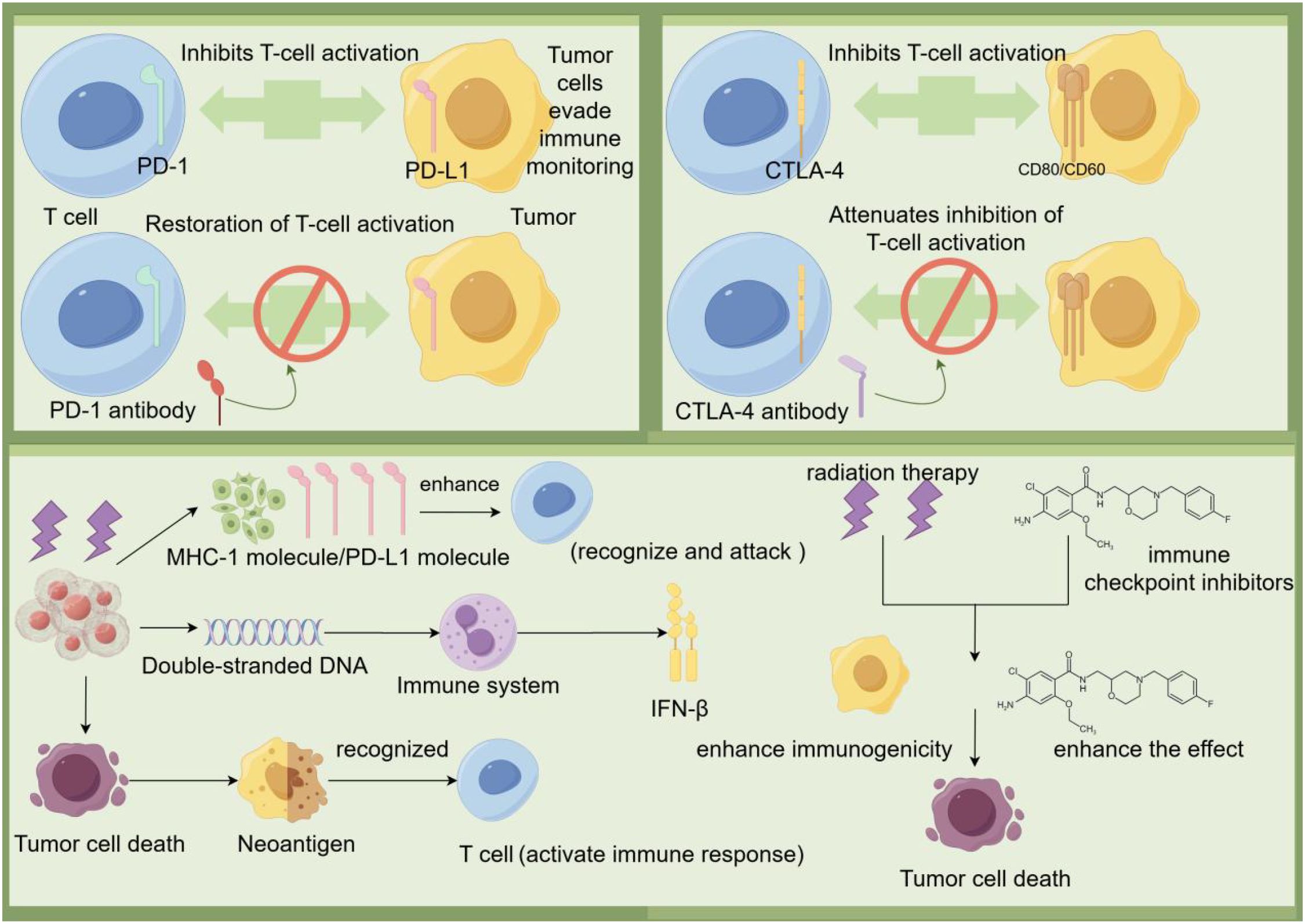 Diagram showing immune checkpoint pathways and cancer treatments. The top panels depict PD-1 and CTLA-4 pathways. PD-1 interaction with PD-L1 inhibits T-cell activation, allowing tumor evasion; antibodies restore T-cell function. CTLA-4 interactions also inhibit T cells, which antibodies attenuate. The bottom panel illustrates radiation therapy and immune checkpoint inhibitors enhancing immunogenicity, leading to tumor cell death. Radiation increases MHC-1/PD-L1 expression, aiding T-cell recognition. Neoantigens and IFN-β stimulate the immune system, enhancing immunogenicity.