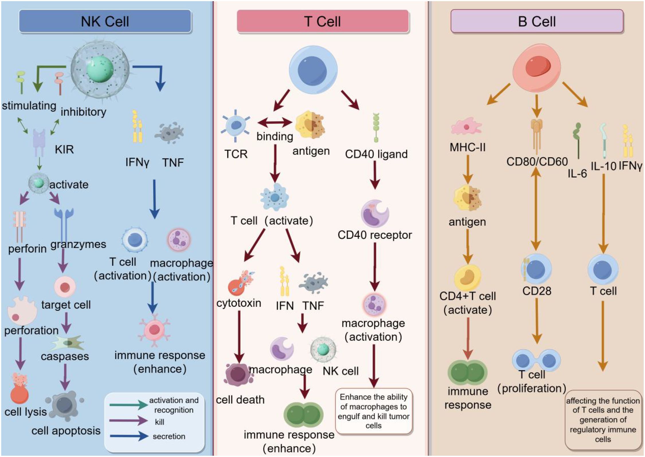 Diagram illustrating the interactions between NK cells, T cells, and B cells. NK cells engage through KIR receptors, secreting perforin and granzymes to induce target cell apoptosis. T cells activate via TCR and CD40, triggering macrophage activation and immune responses. B cells interact through MHC-II and CD80/CD60, leading to T cell activation and proliferation. Arrows indicate pathways for activation, killing, and secretion to enhance immune function.