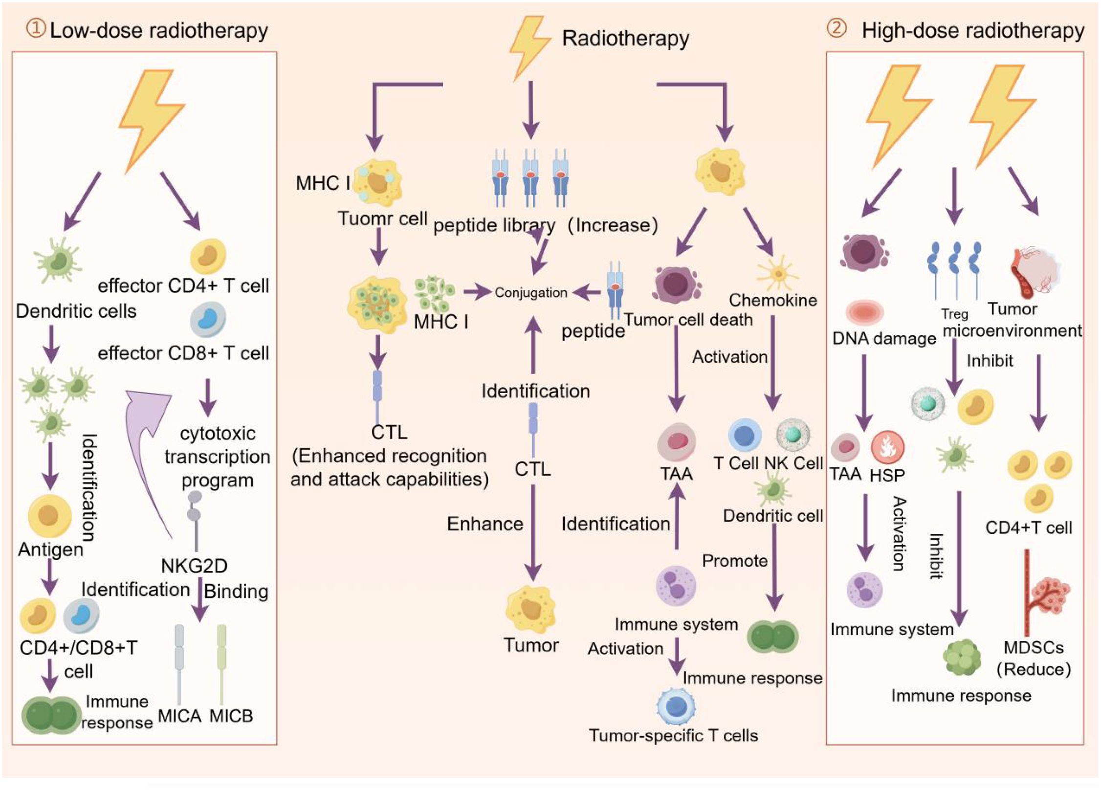 Flowchart comparing low-dose and high-dose radiotherapy effects on the immune system. Low-dose increases antigen identification, CTL activation, and immune response. High-dose causes DNA damage and alters tumor microenvironment, potentially inhibiting immune responses. Both pathways involve dendritic cells, peptides, and T cells in tumor identification and immune system activation.