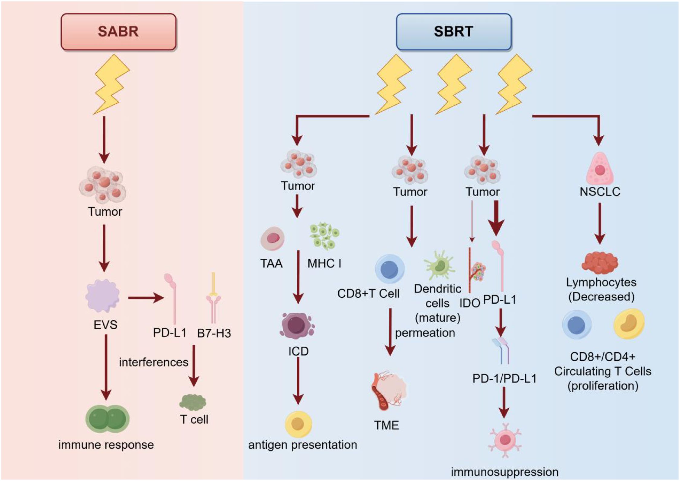 Diagram comparing SABR and SBRT pathways. SABR shows a tumor leading to EVS and immune response interference via PD-L1 and B7-H3, affecting T cells. SBRT involves multiple pathways: promoting antigen presentation, T cell activation, dendritic cell maturation, and immunosuppression. It also impacts NSCLC and lymphocyte levels, affecting CD8+/CD4+ T cell proliferation.