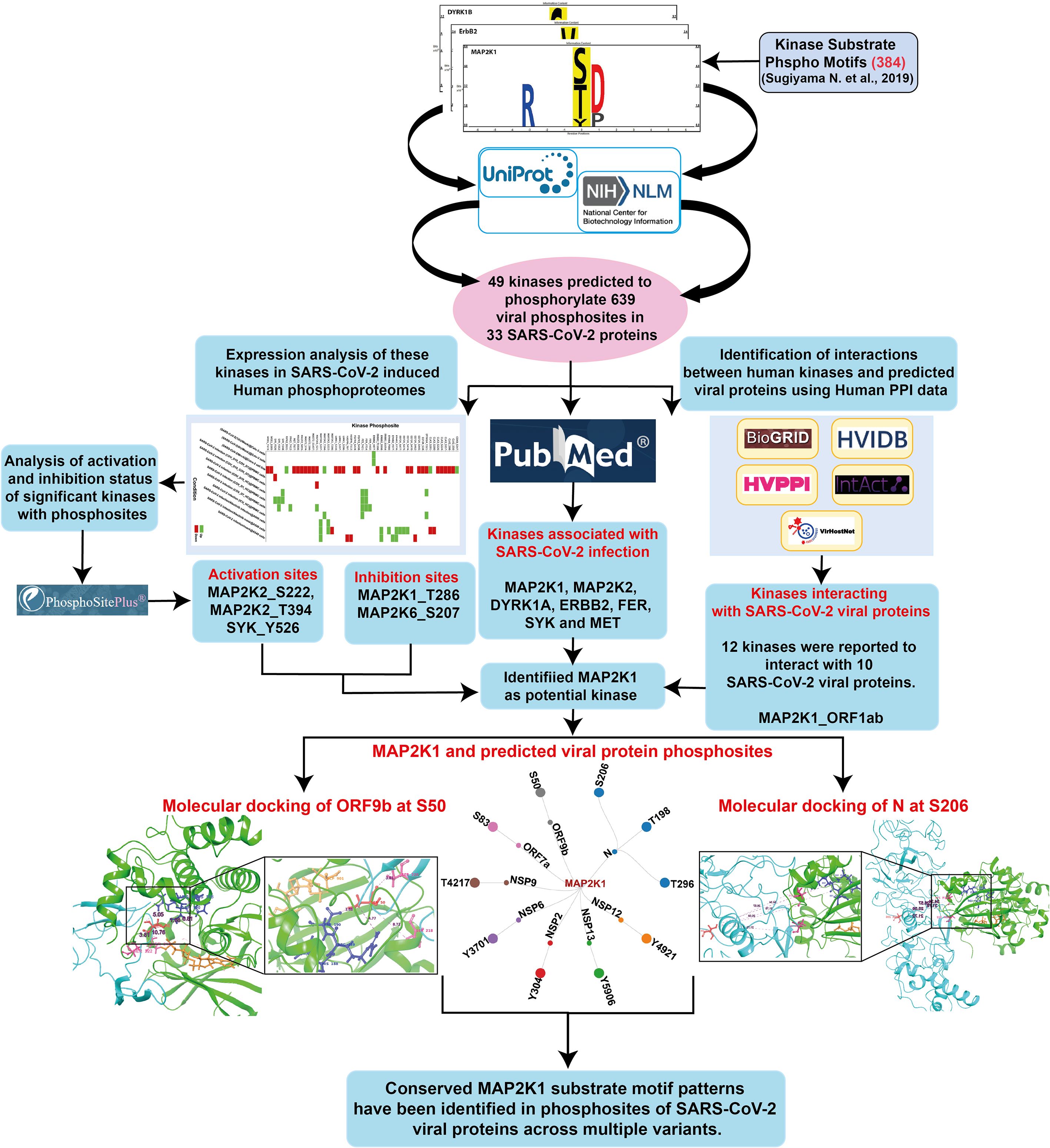Flowchart diagram illustrating the identification of kinases affecting SARS-CoV-2 proteins. It starts with kinase substrate motifs, leading to the prediction of 49 kinases phosphorylating 639 sites in 33 viral proteins. Further analysis identifies interactions, activation, and inhibition sites related to SARS-CoV-2 infection. The flowchart highlights MAP2K1 as a potential kinase with molecular docking of viral proteins ORF9b and N. It concludes with the conservation of MAP2K1 substrate motif patterns in SARS-CoV-2 variants.